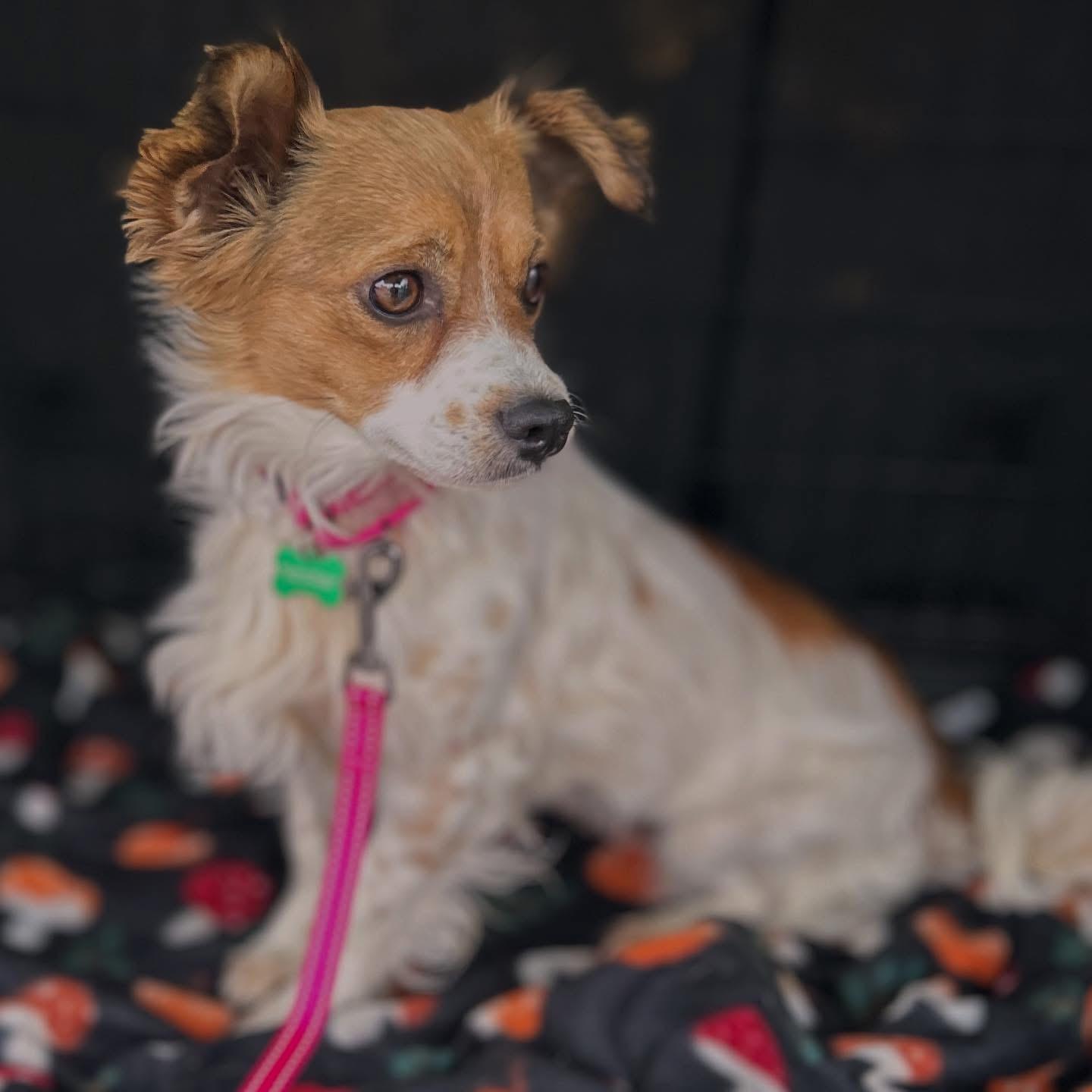 Enlarge Betty, an adopted mixed breed in West Falls, NY image 2/4