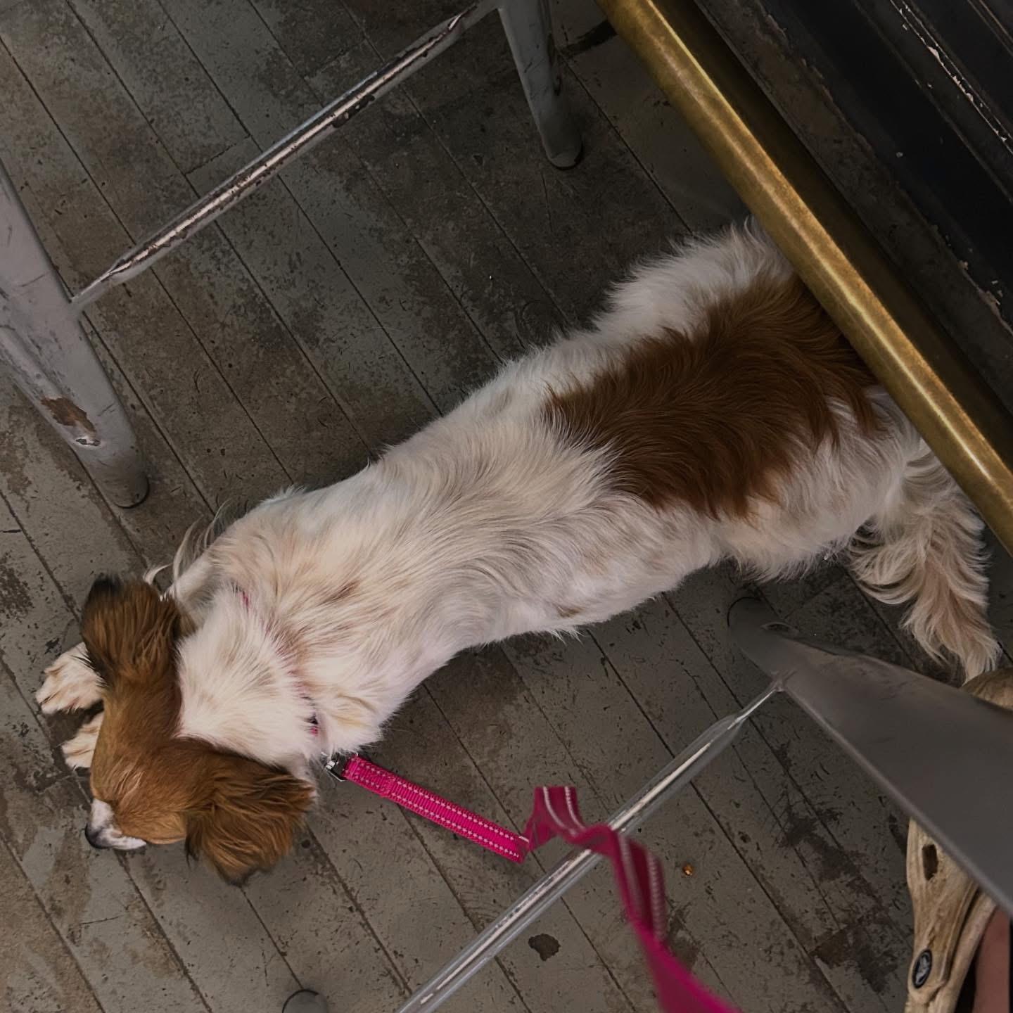 Enlarge Betty, an adopted mixed breed in West Falls, NY image 4/4