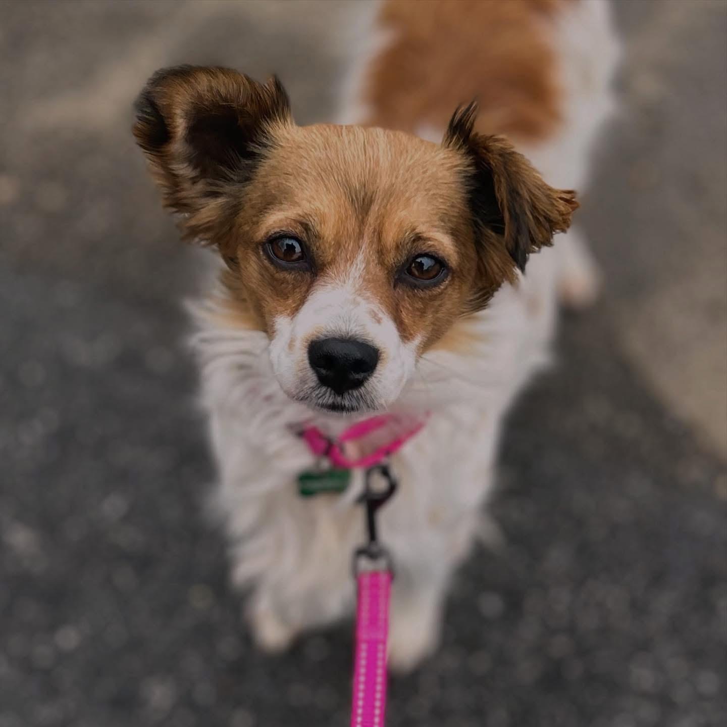 Enlarge Betty, an adopted mixed breed in West Falls, NY image 3/4