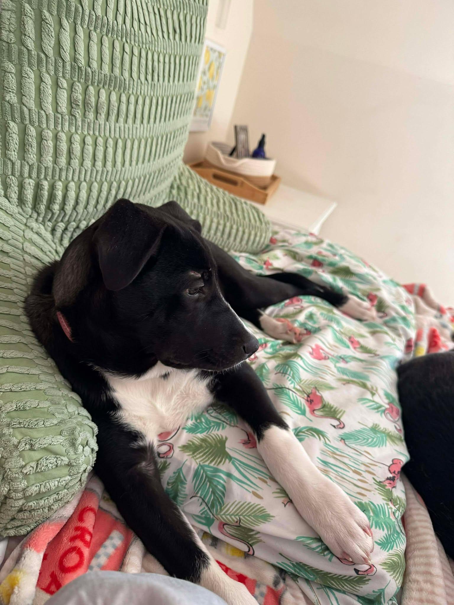 Enlarge Astra, a ADOPTABLE mixed breed in Brunswick, ME image 6/6