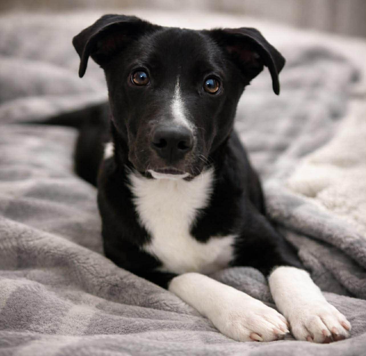 Enlarge Astra, a ADOPTABLE mixed breed in Brunswick, ME image 2/6