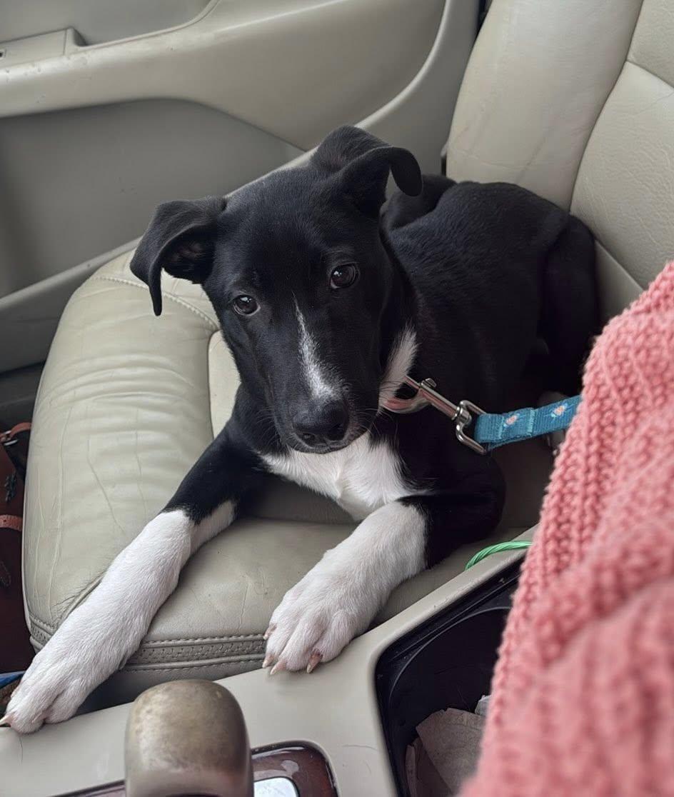 Astra, ADOPTABLE, Puppy Female Border Collie & Labrador Retriever.