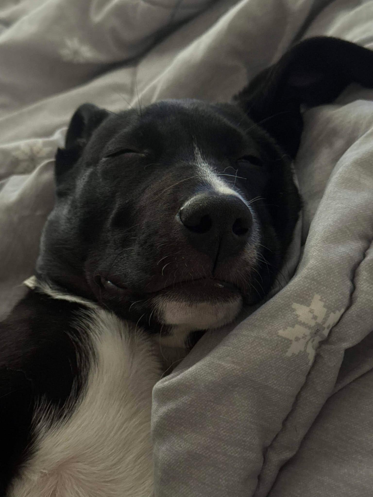 Astra, ADOPTABLE, Puppy Female Border Collie & Labrador Retriever.