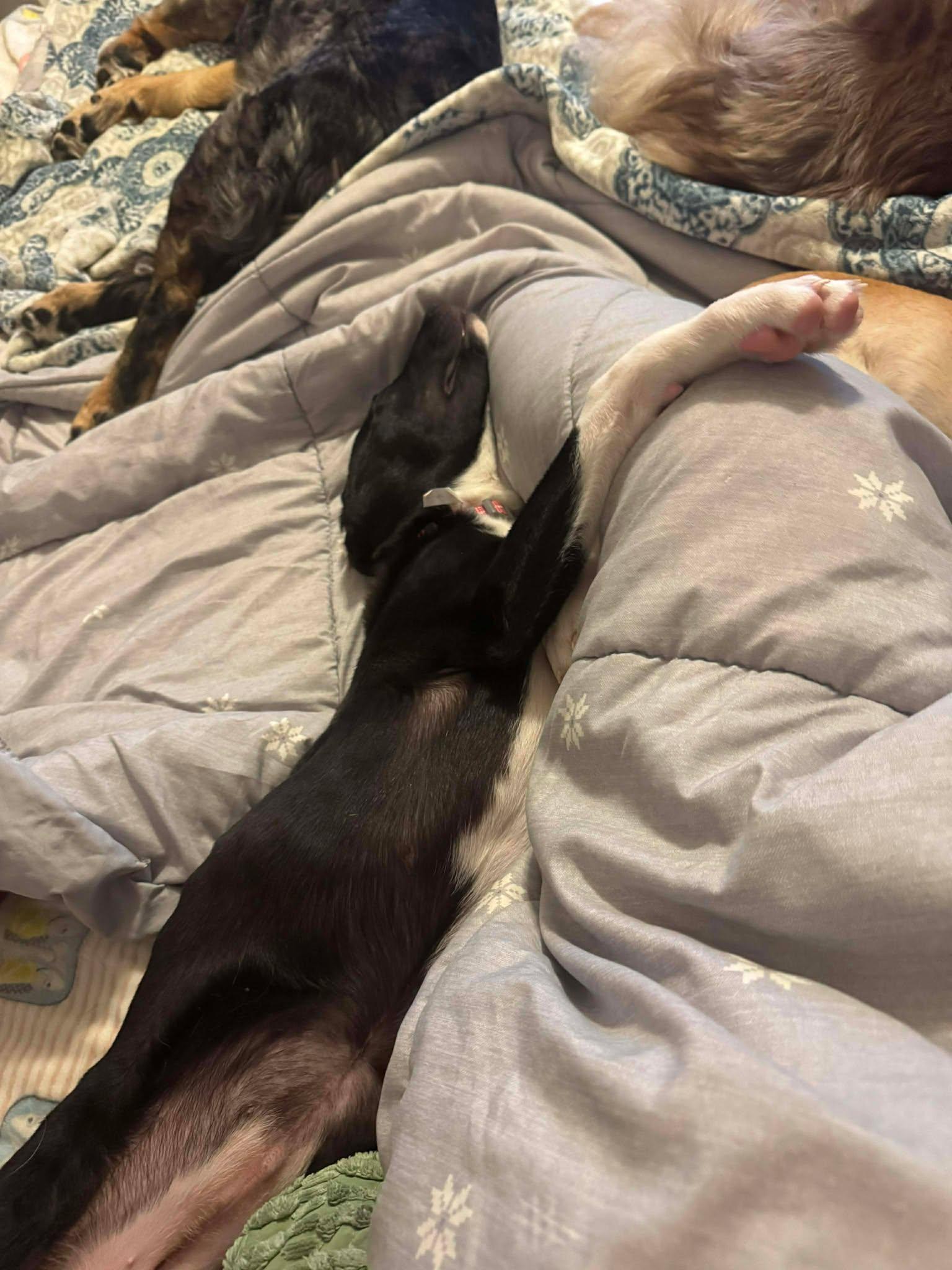 Enlarge Astra, a ADOPTABLE mixed breed in Brunswick, ME image 4/6