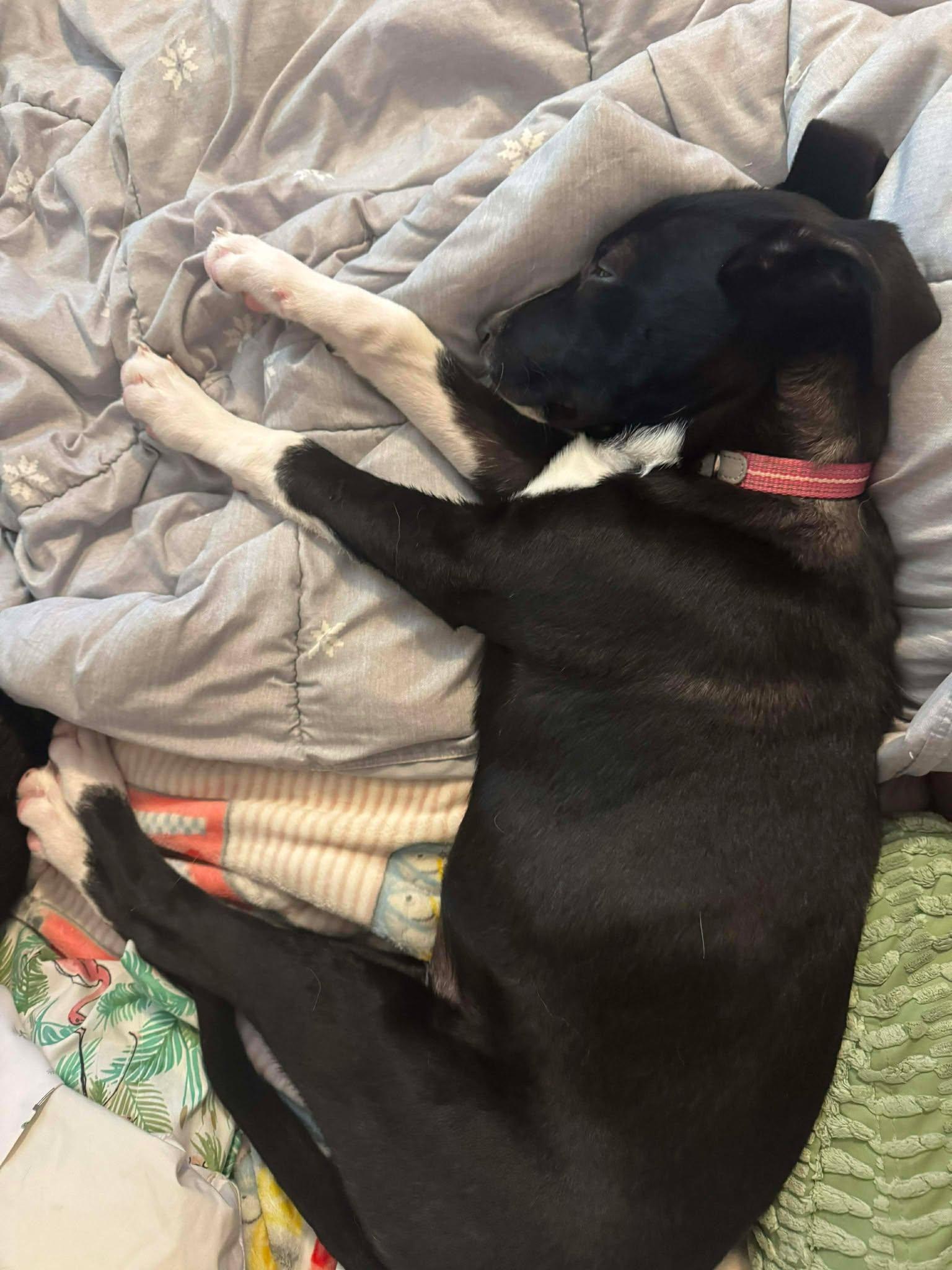 Enlarge Astra, a ADOPTABLE mixed breed in Brunswick, ME image 2/6