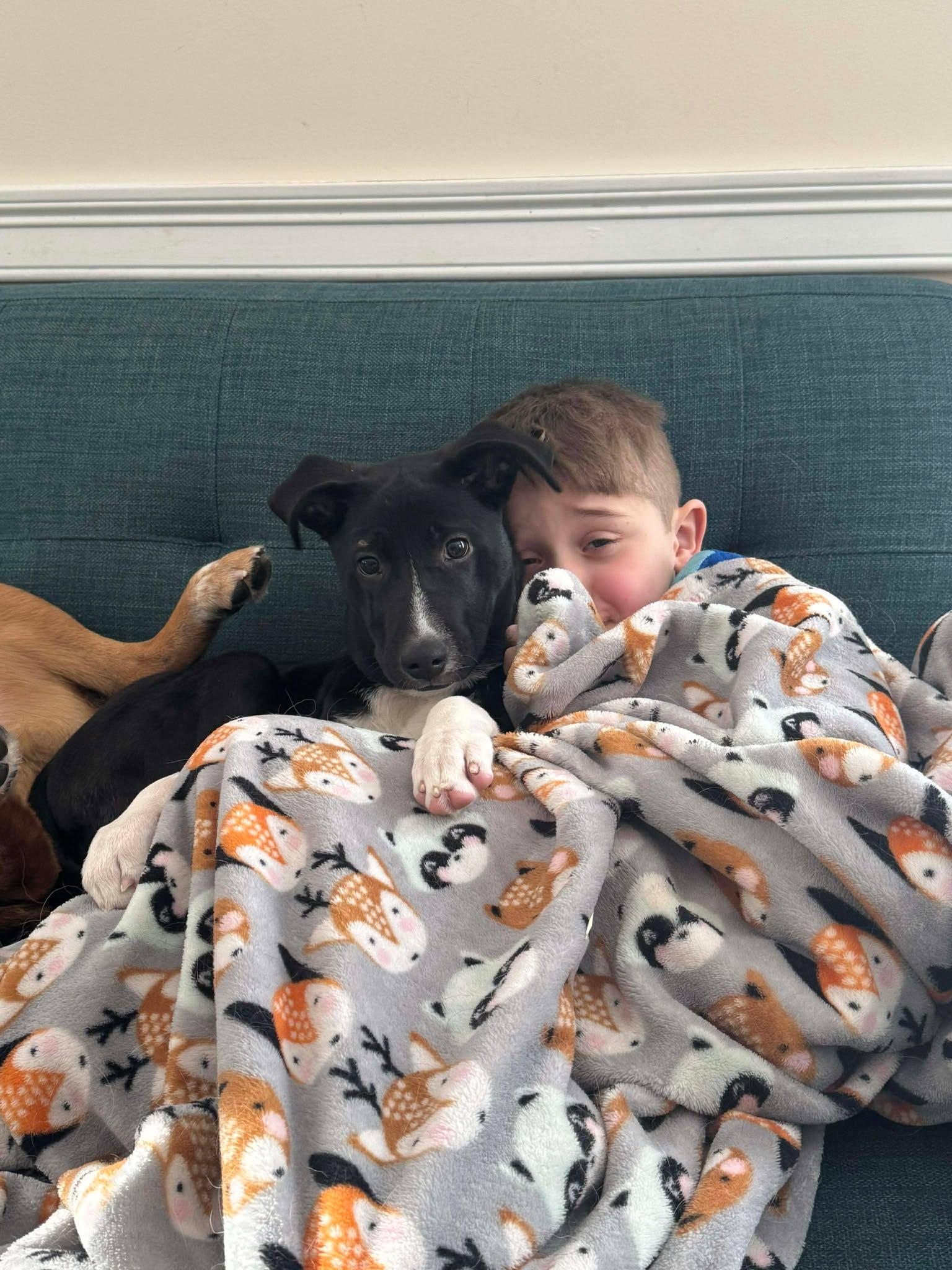 Enlarge Astra, a ADOPTABLE mixed breed in Brunswick, ME image 5/6