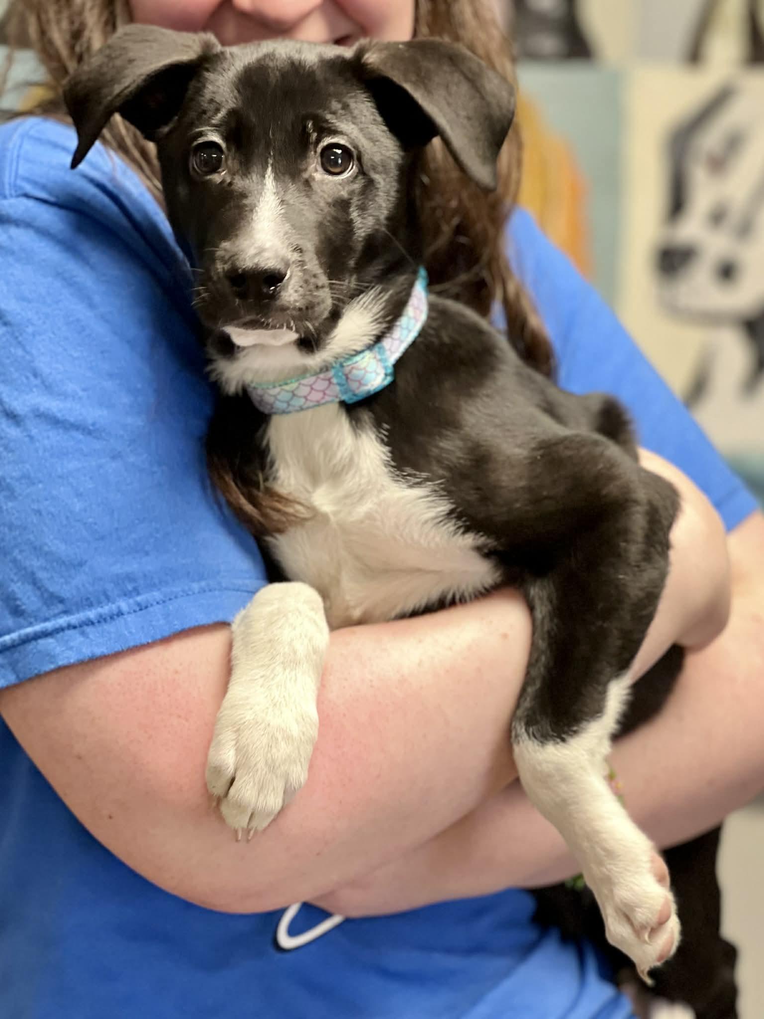 Enlarge Astra, a ADOPTABLE mixed breed in Brunswick, ME image 1/1