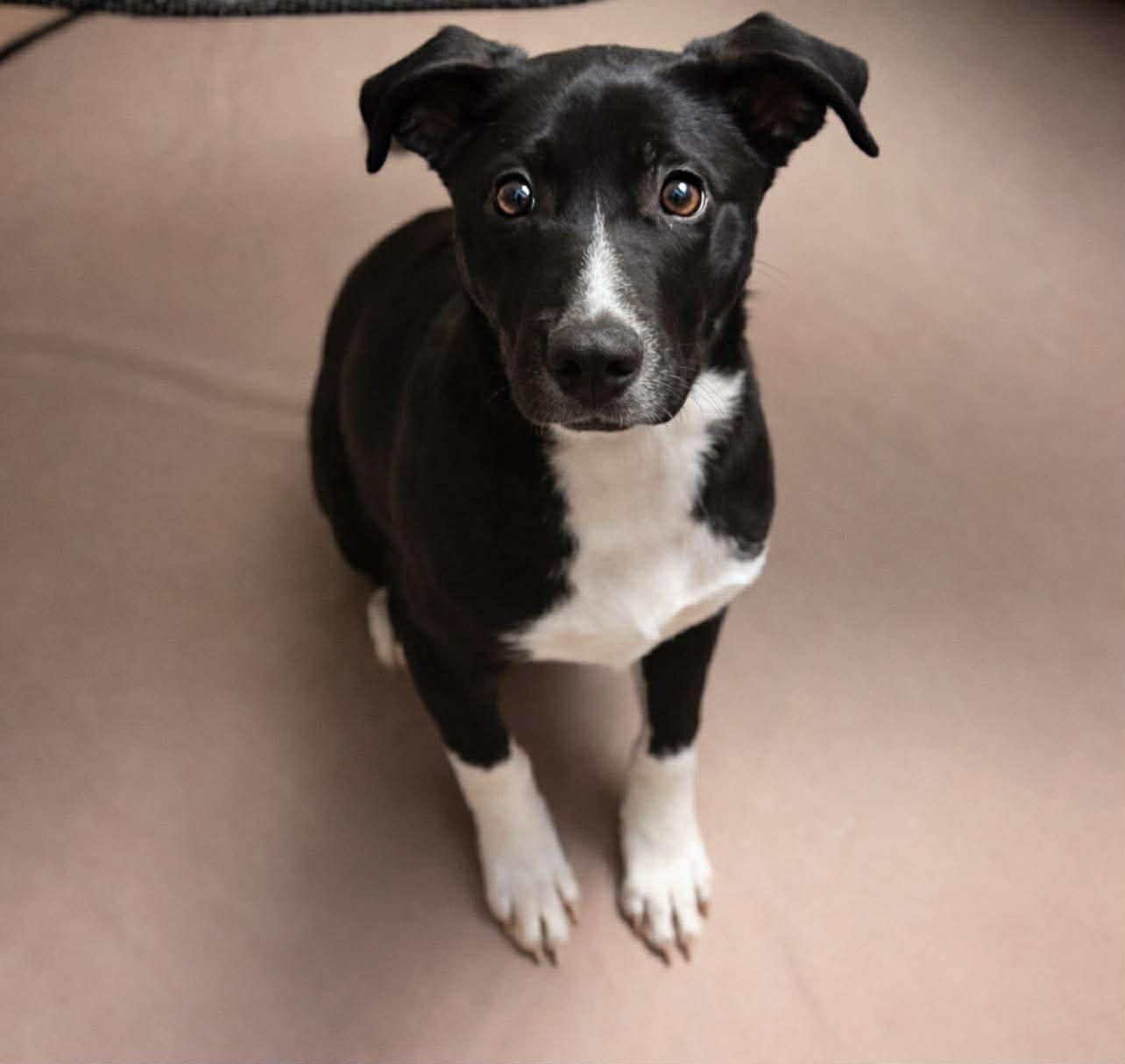 Enlarge Astra, a ADOPTABLE mixed breed in Brunswick, ME image 1/6