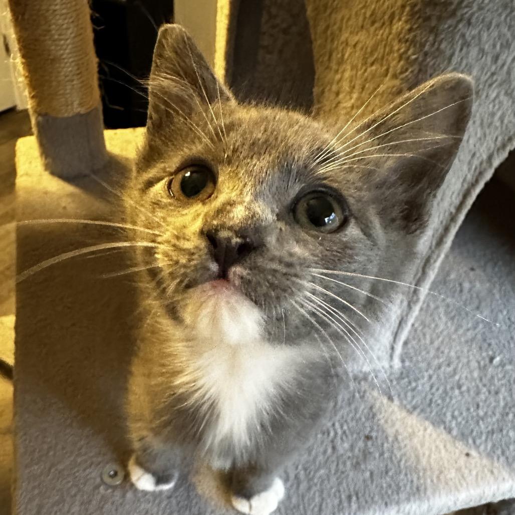 Turkey & Green Bean (Bonded Pair), Adoptable, Kitten Male Domestic Short Hair & Domestic Short Hair.