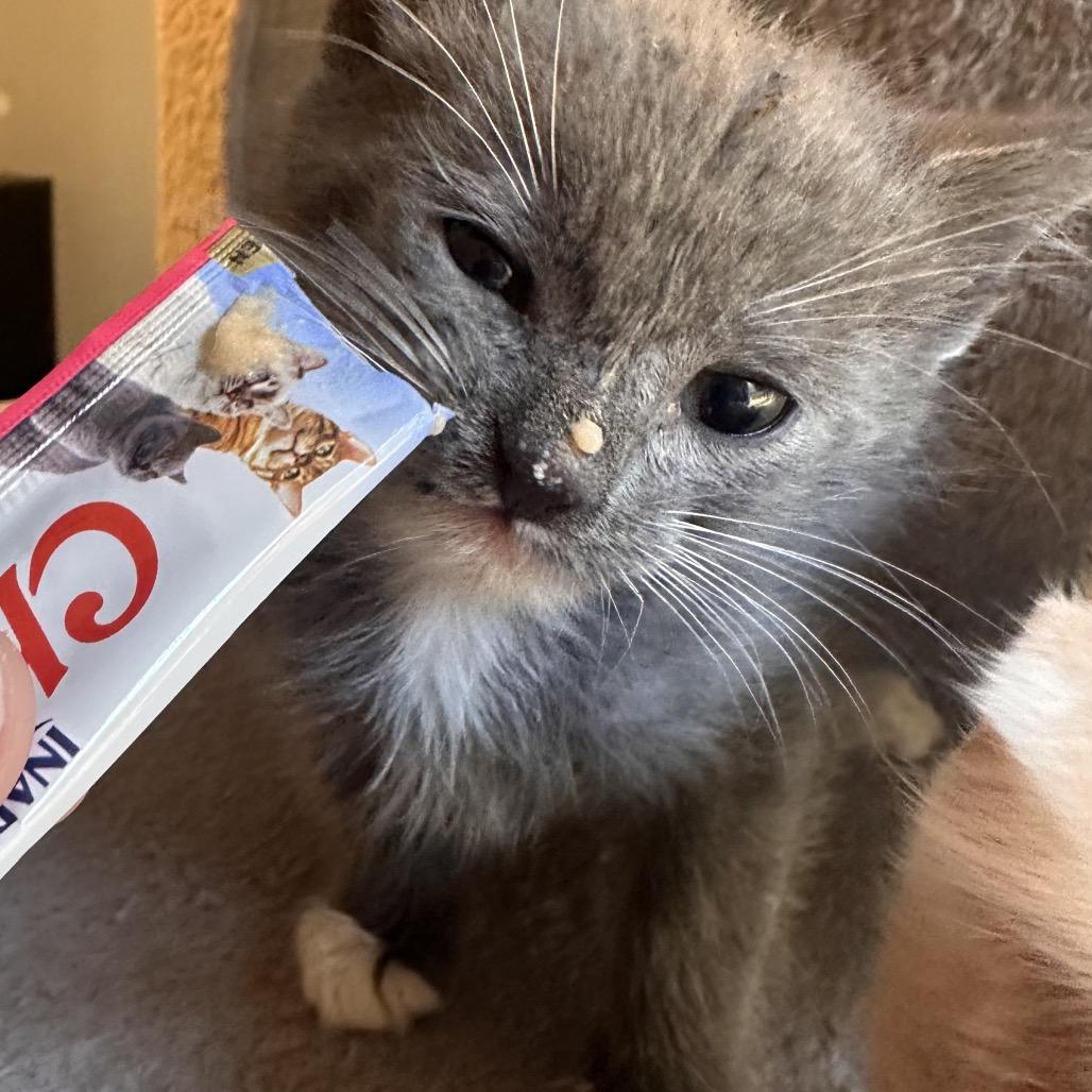 Enlarge Turkey & Green Bean (Bonded Pair), a Adoptable mixed breed in Chattanooga, TN image 2/6