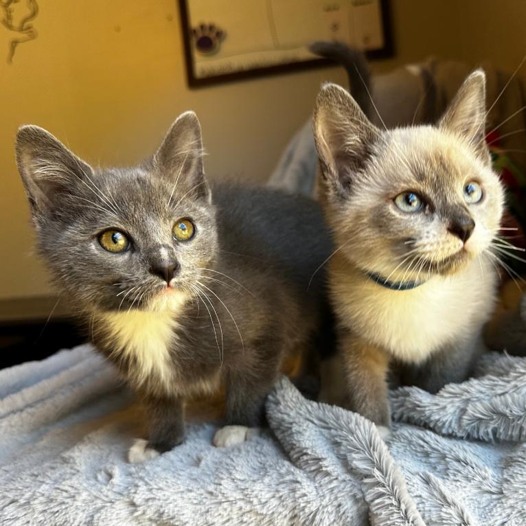 Enlarge Turkey & Green Bean (Bonded Pair), a Adoptable mixed breed in Chattanooga, TN image 3/6