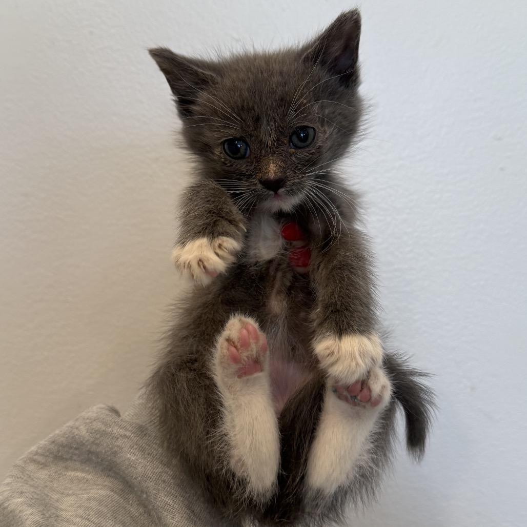 Enlarge Turkey & Green Bean (Bonded Pair), a Adoptable mixed breed in Chattanooga, TN image 4/6