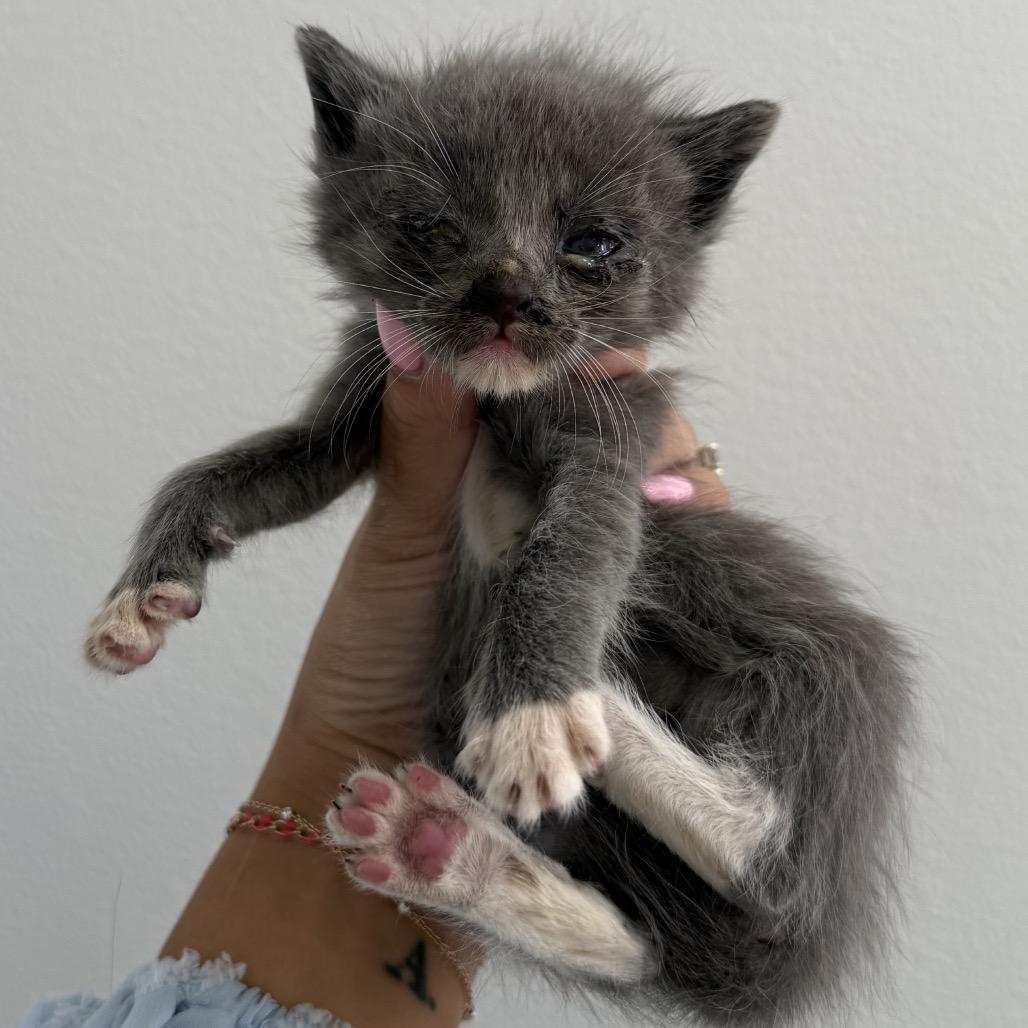 Enlarge Turkey & Green Bean (Bonded Pair), a Adoptable mixed breed in Chattanooga, TN image 5/6