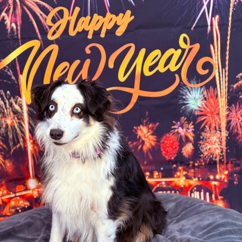 Enlarge Pandora , an adopted Australian Shepherd in Fenton, MI image 1/3