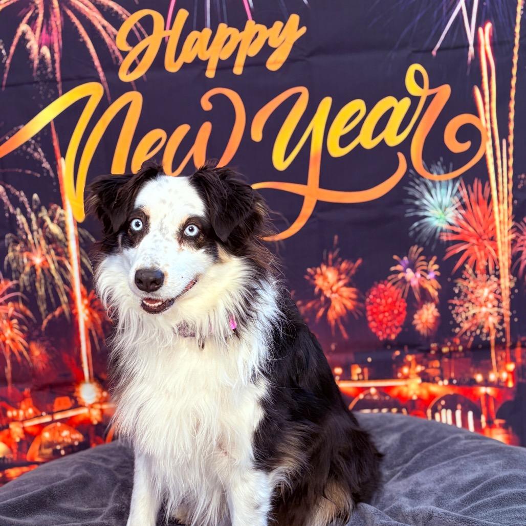 Enlarge Pandora , an adopted Australian Shepherd in Fenton, MI image 3/3