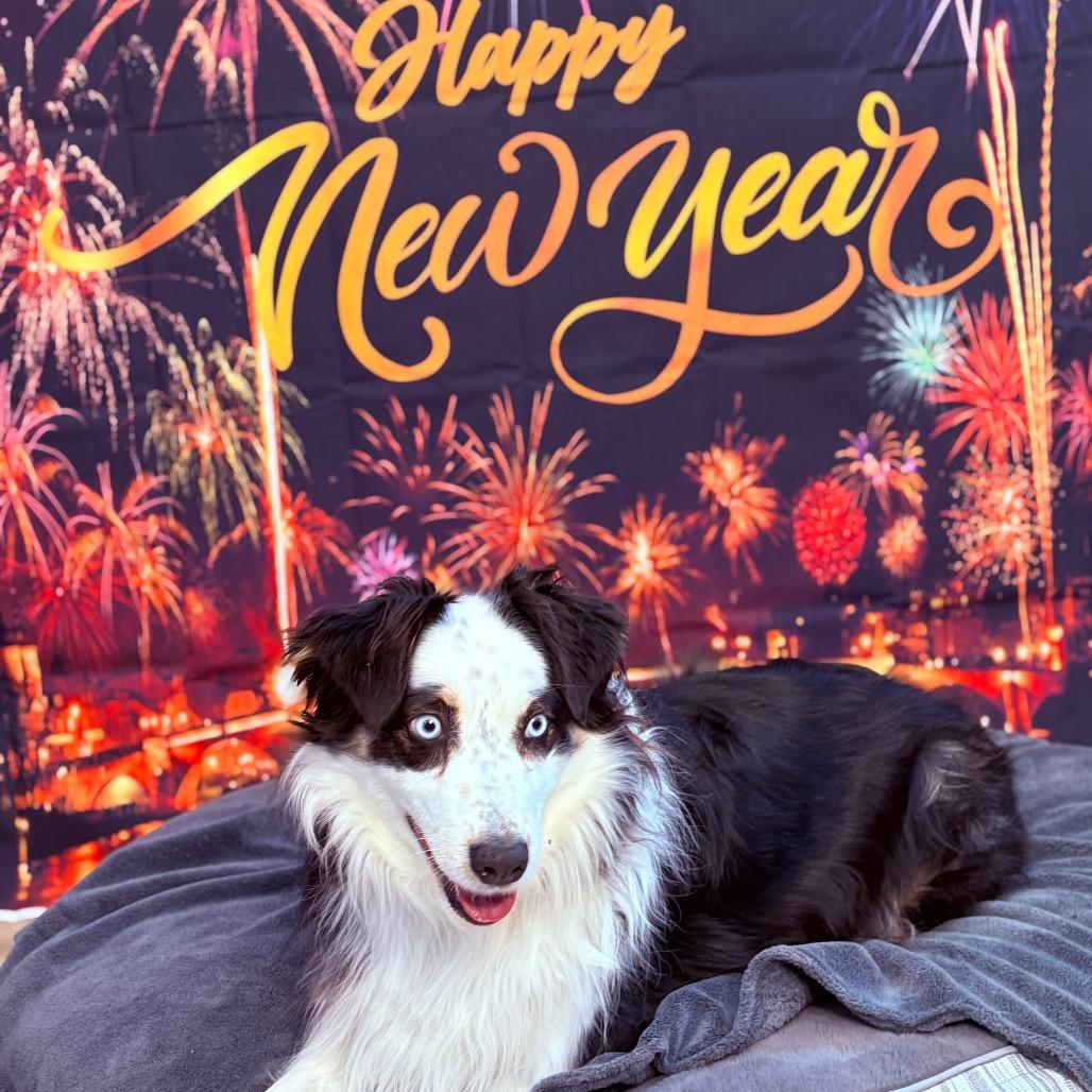 Enlarge Pandora , an adopted Australian Shepherd in Fenton, MI image 2/3