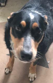 Enlarge Smooks, a Adoptable mixed breed in Westminster, CO image 1/3