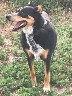 Enlarge Smooks, a Adoptable mixed breed in Westminster, CO image 2/3
