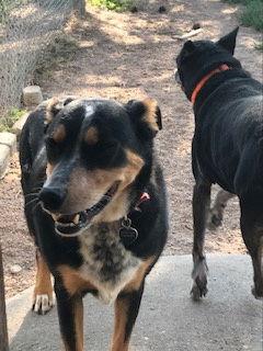 Enlarge Smooks, a Adoptable mixed breed in Westminster, CO image 3/3