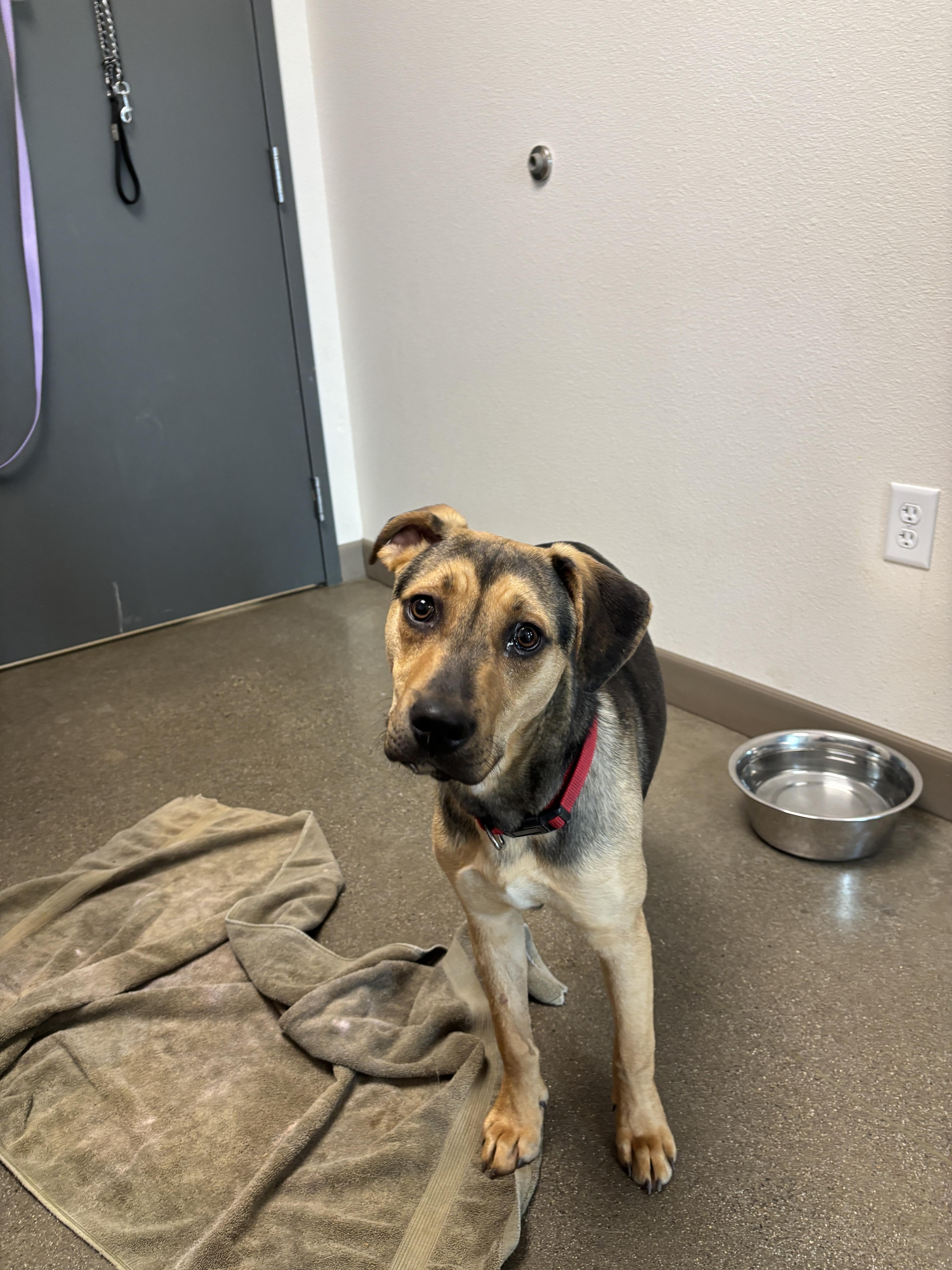 Enlarge Baxter, a Adoptable mixed breed in Chico, CA image 1/5