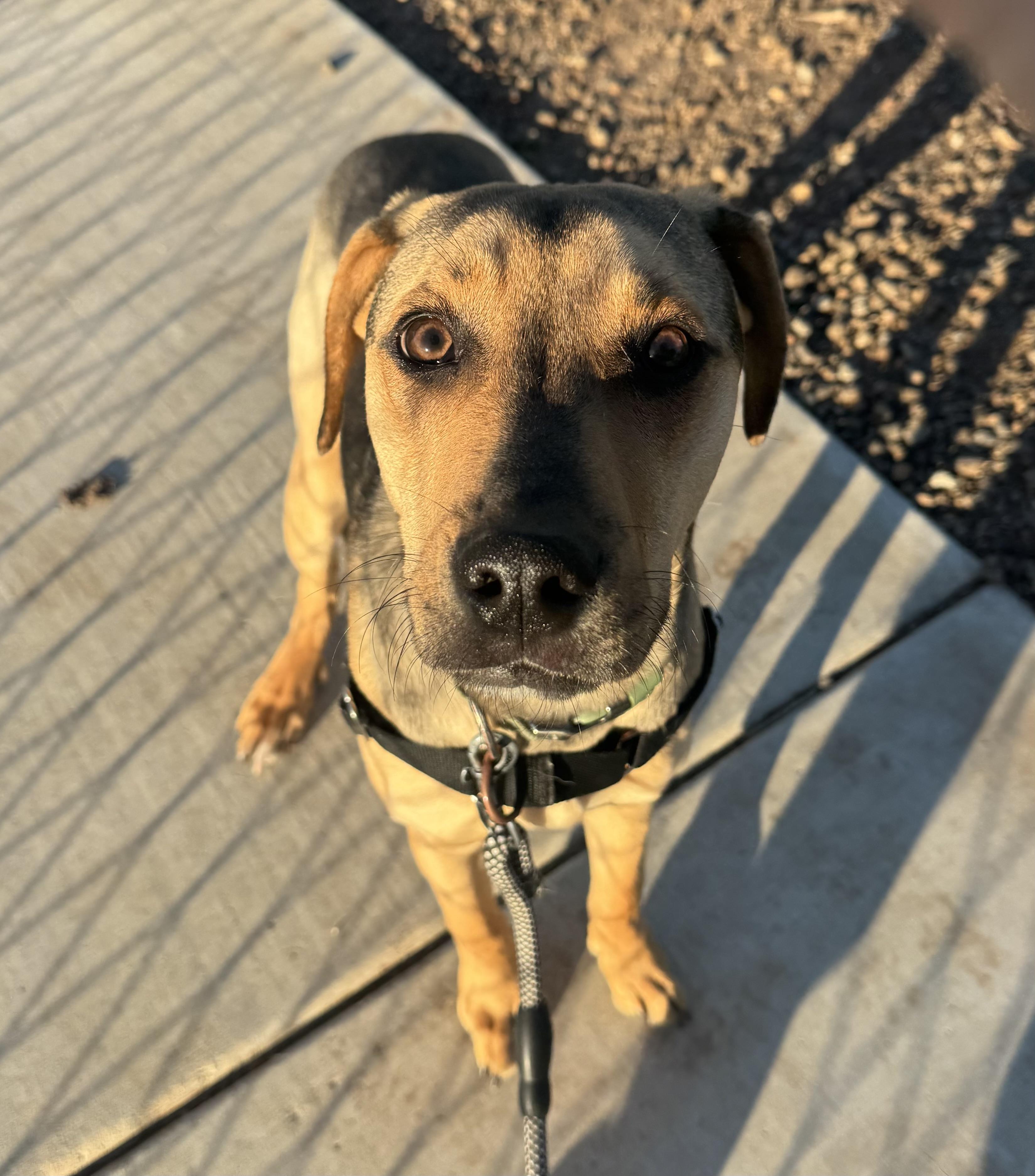 Enlarge Baxter, a Adoptable mixed breed in Chico, CA image 2/5