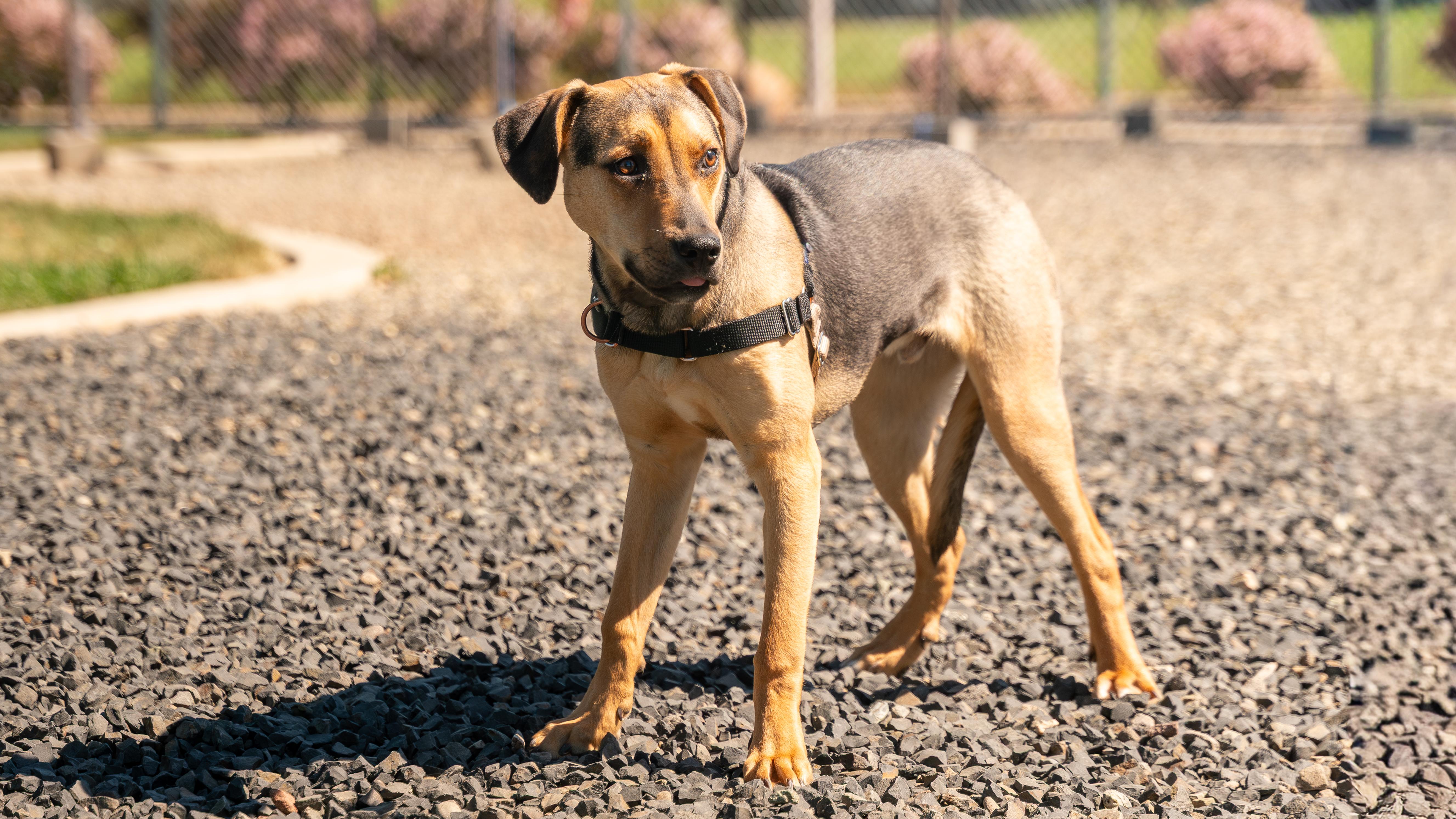 Enlarge Baxter, a Adoptable mixed breed in Chico, CA image 3/6
