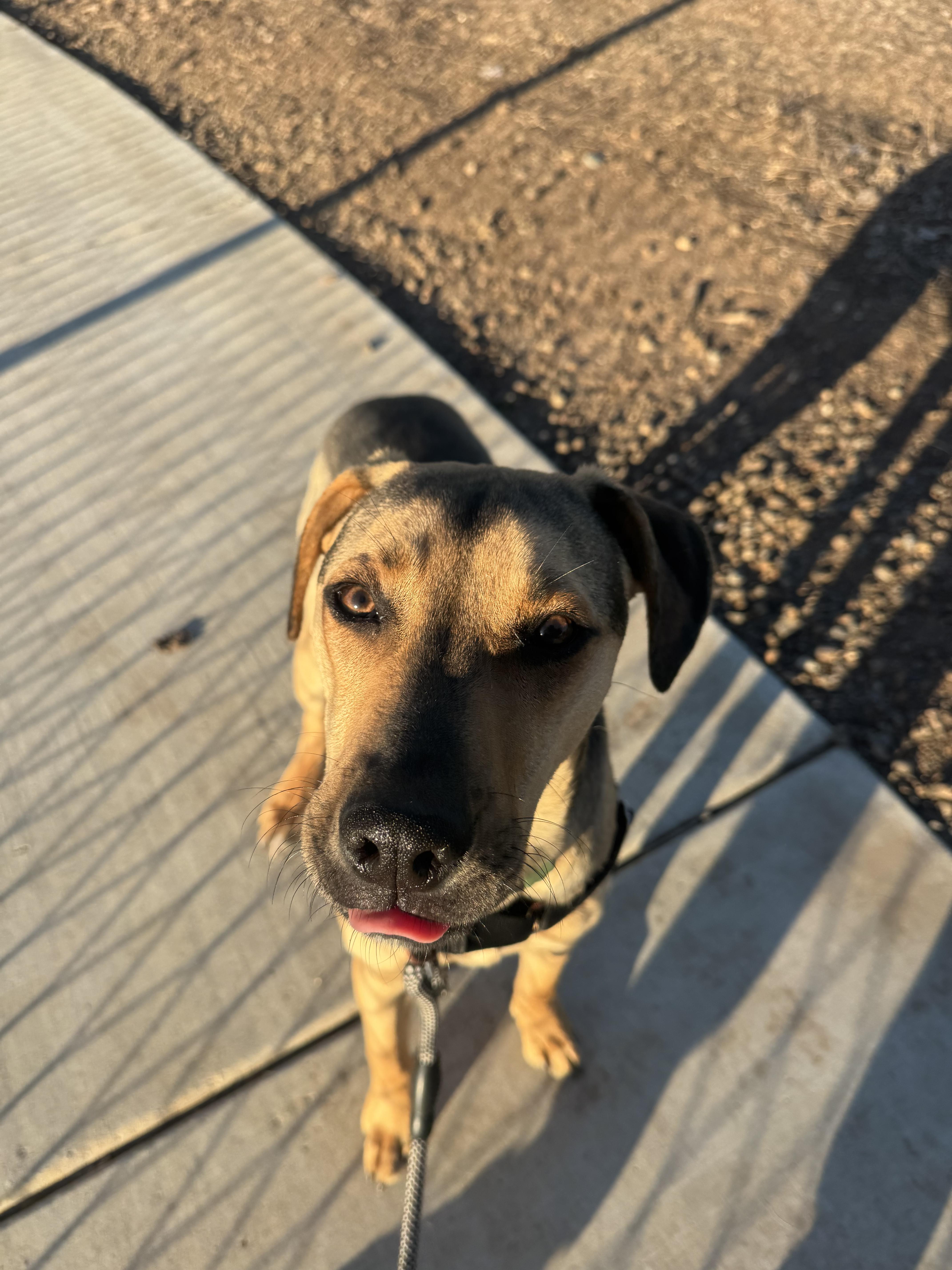 Enlarge Baxter, a Adoptable mixed breed in Chico, CA image 4/5