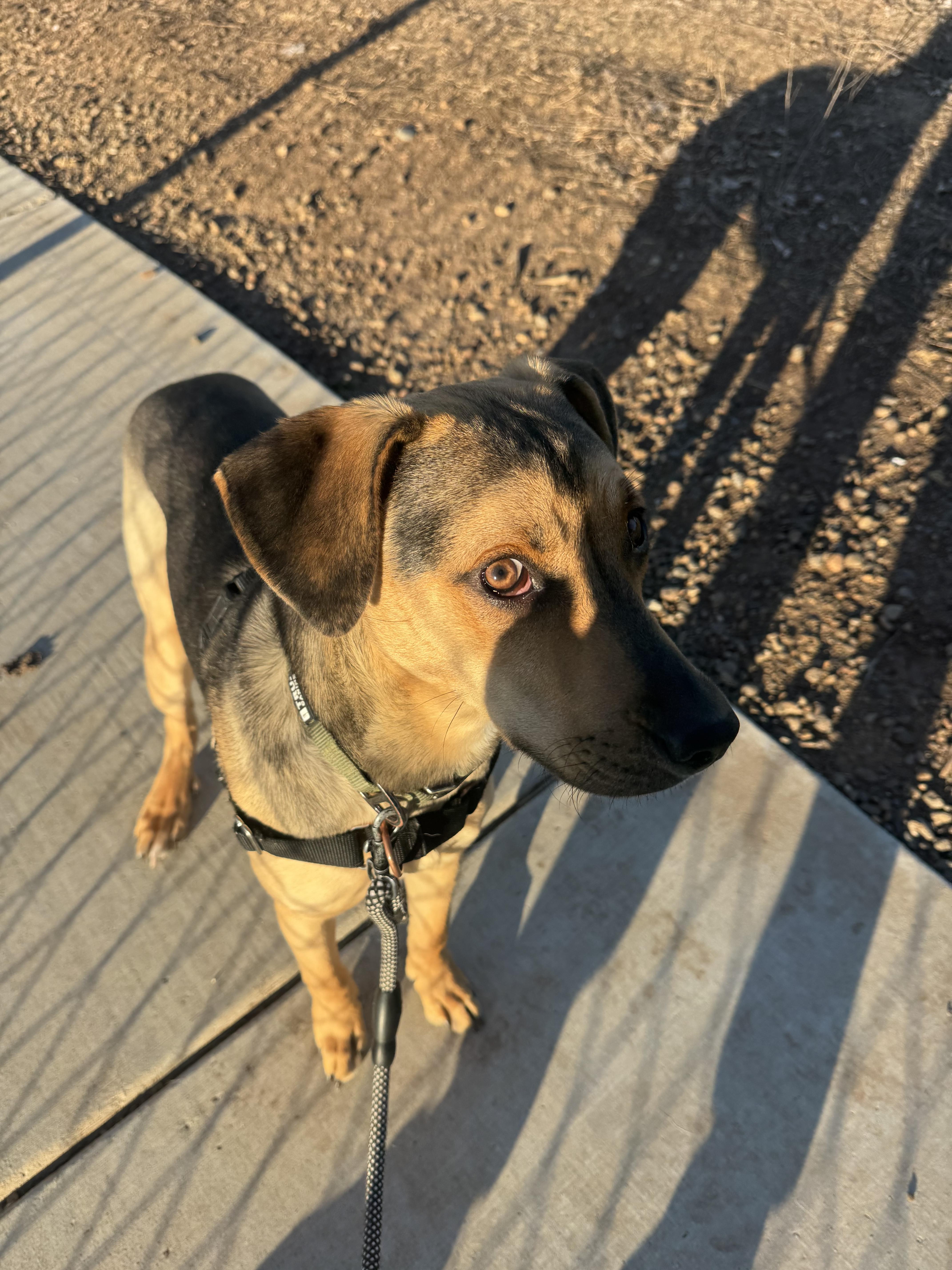 Enlarge Baxter, a Adoptable mixed breed in Chico, CA image 5/5