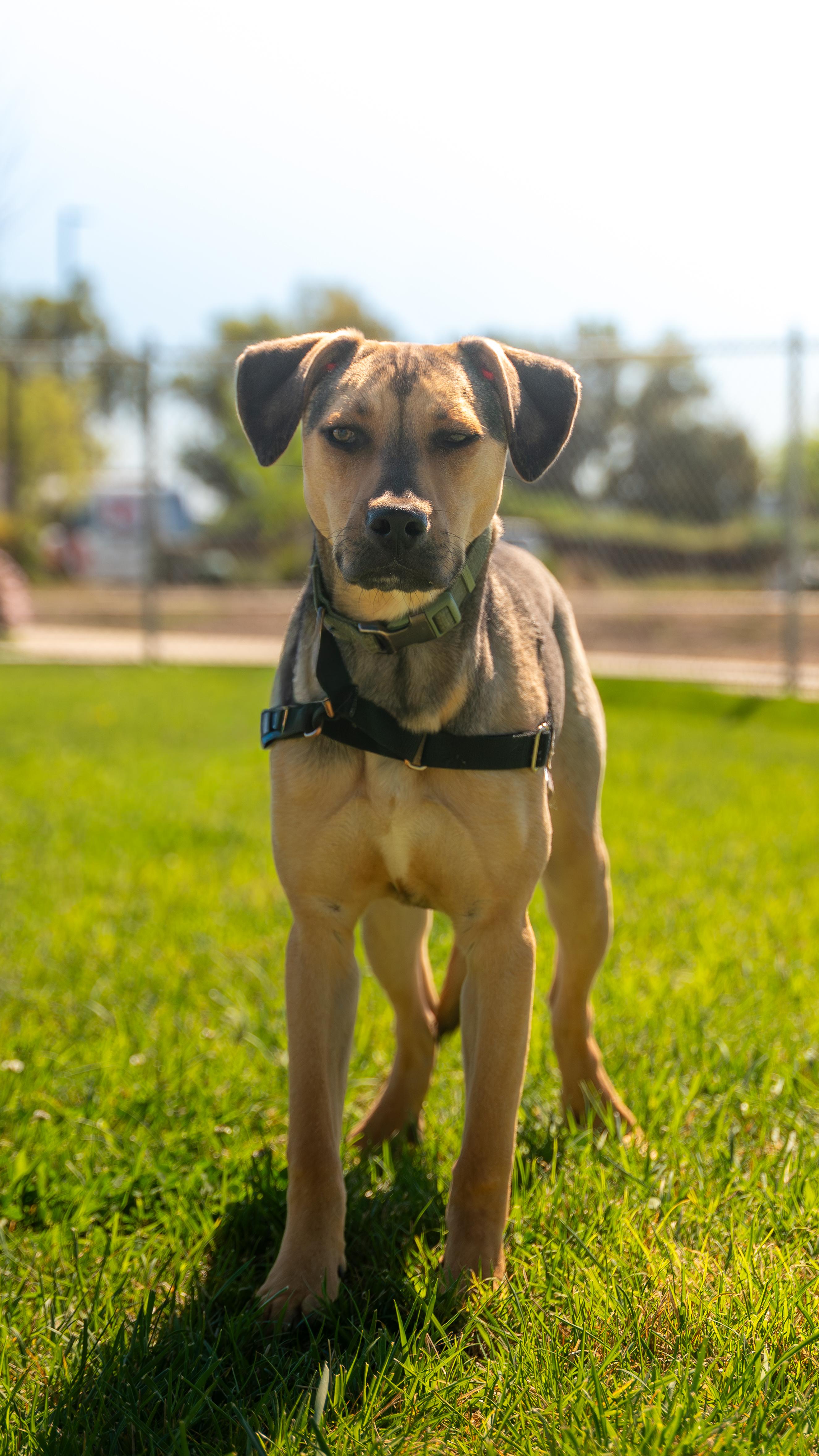 Enlarge Baxter, a Adoptable mixed breed in Chico, CA image 6/6
