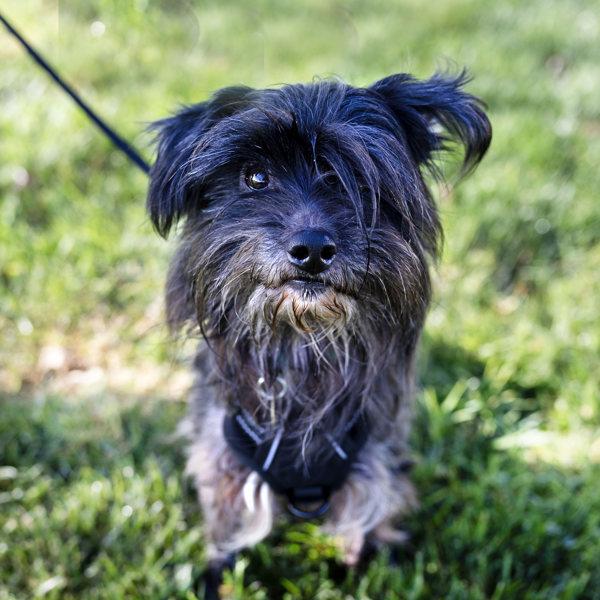 Tussle, Adoptable, Adult Male Yorkshire Terrier & Terrier.