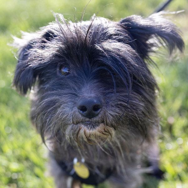 Enlarge Tussle, a Adoptable mixed breed in Oakland, CA image 2/4