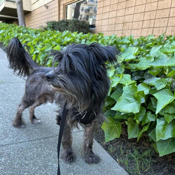 Enlarge Tussle, a Adoptable mixed breed in Oakland, CA image 3/4