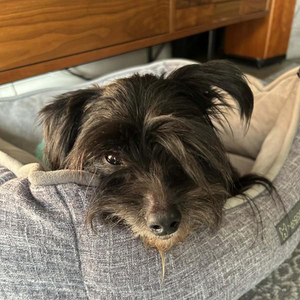 Enlarge Tussle, a Adoptable mixed breed in Oakland, CA image 4/4