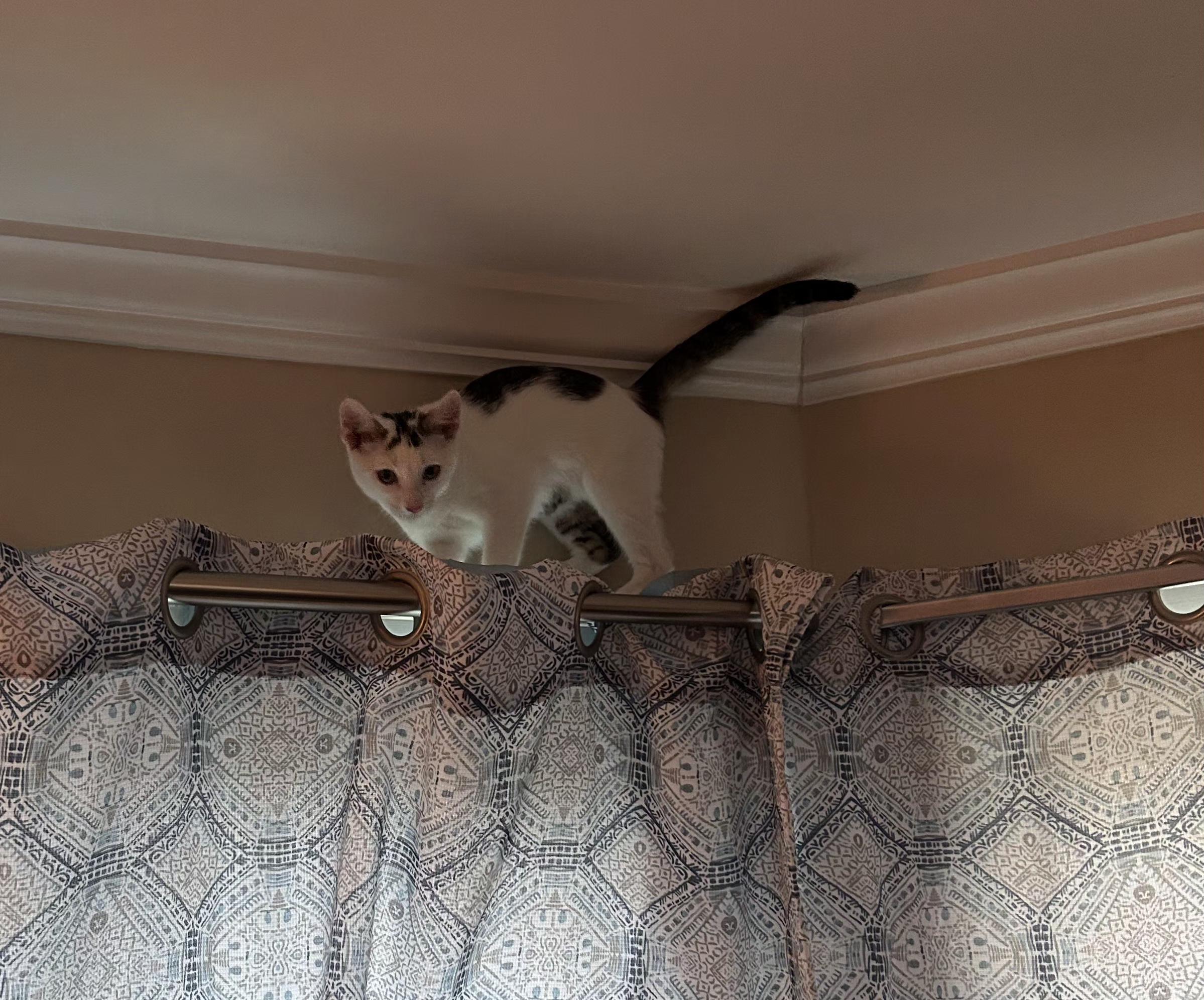 Enlarge Moo and Milkshake, a Adopted Domestic Short Hair in Temple, PA image 3/4