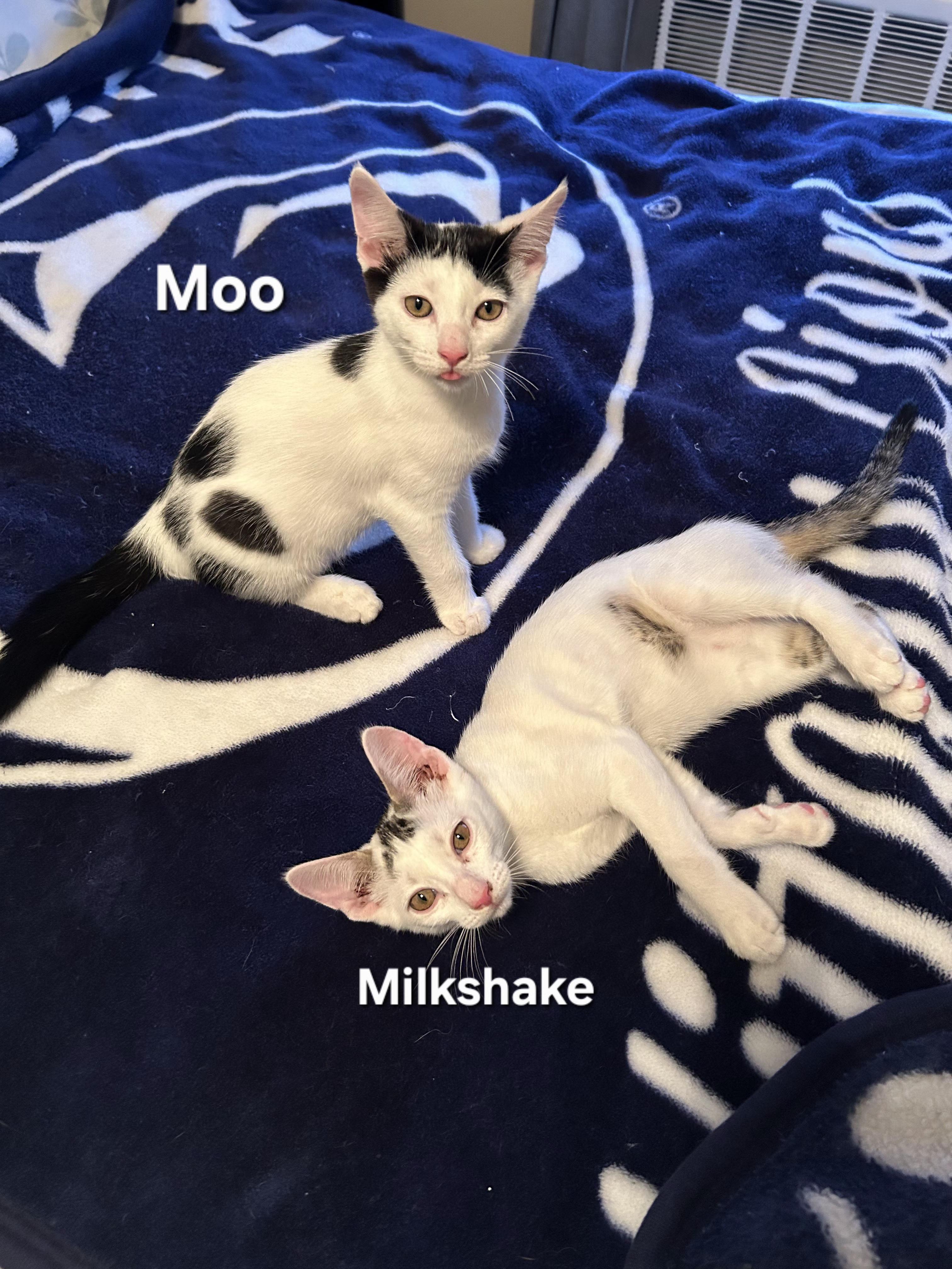 Enlarge Moo and Milkshake, a Adopted Domestic Short Hair in Temple, PA image 4/4