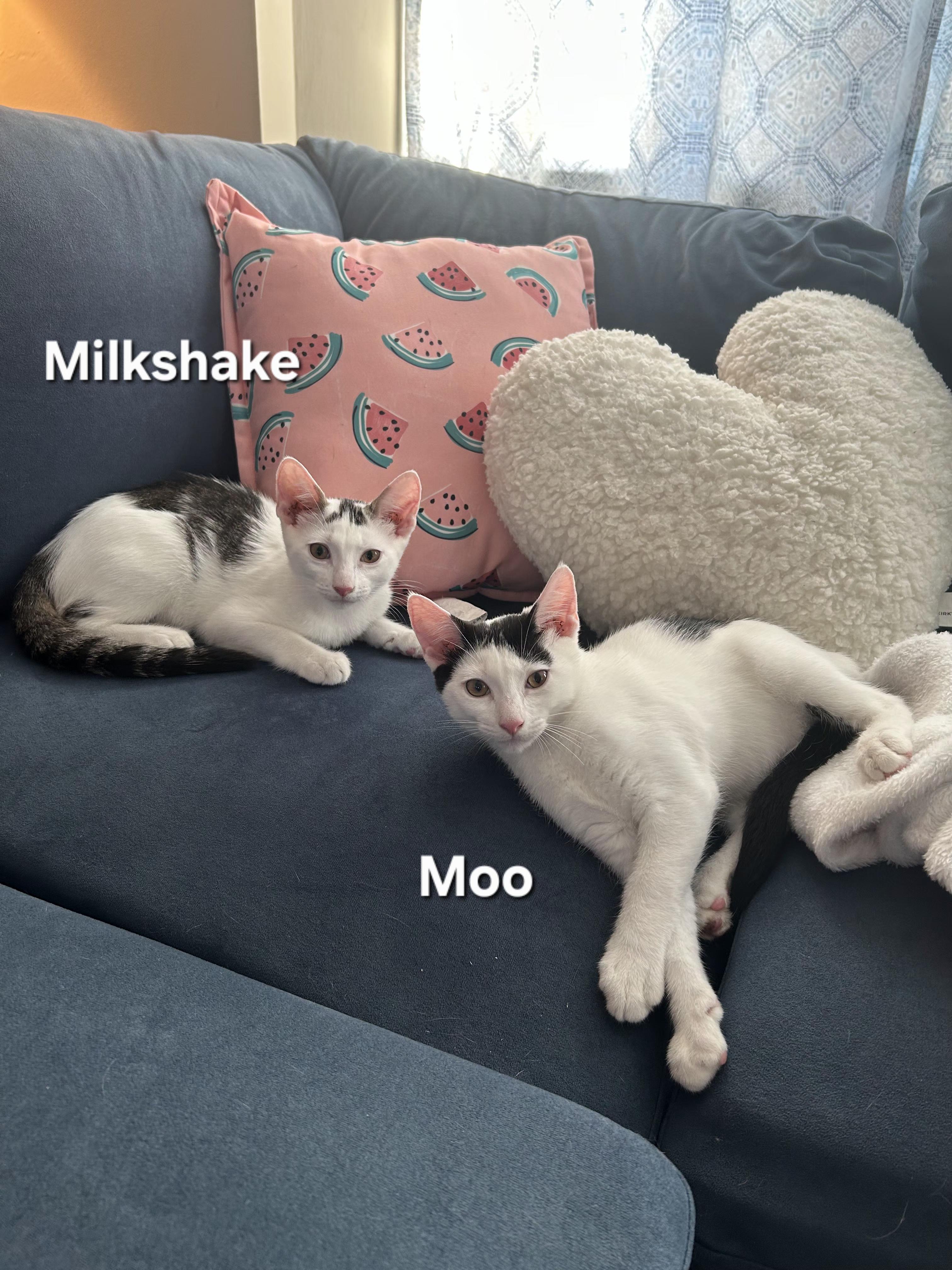 Enlarge Moo and Milkshake, a Adopted Domestic Short Hair in Temple, PA image 1/4