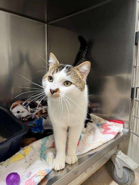 PAWS TRAVOLTA, an adoptable Domestic Short Hair in Ironwood, MI, 49938 | Photo Image 1