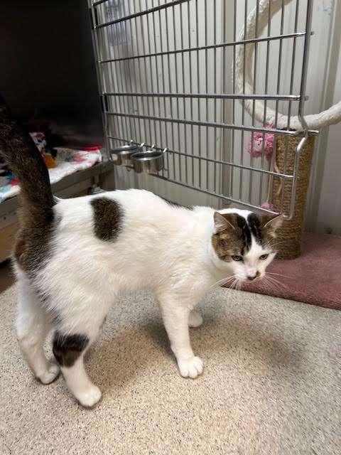 PAWS TRAVOLTA, an adoptable Domestic Short Hair in Ironwood, MI, 49938 | Photo Image 3