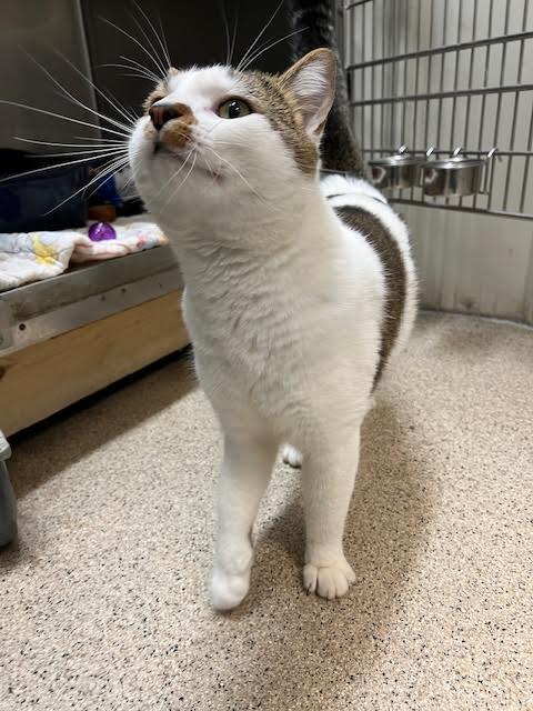 PAWS TRAVOLTA, an adoptable Domestic Short Hair in Ironwood, MI, 49938 | Photo Image 2