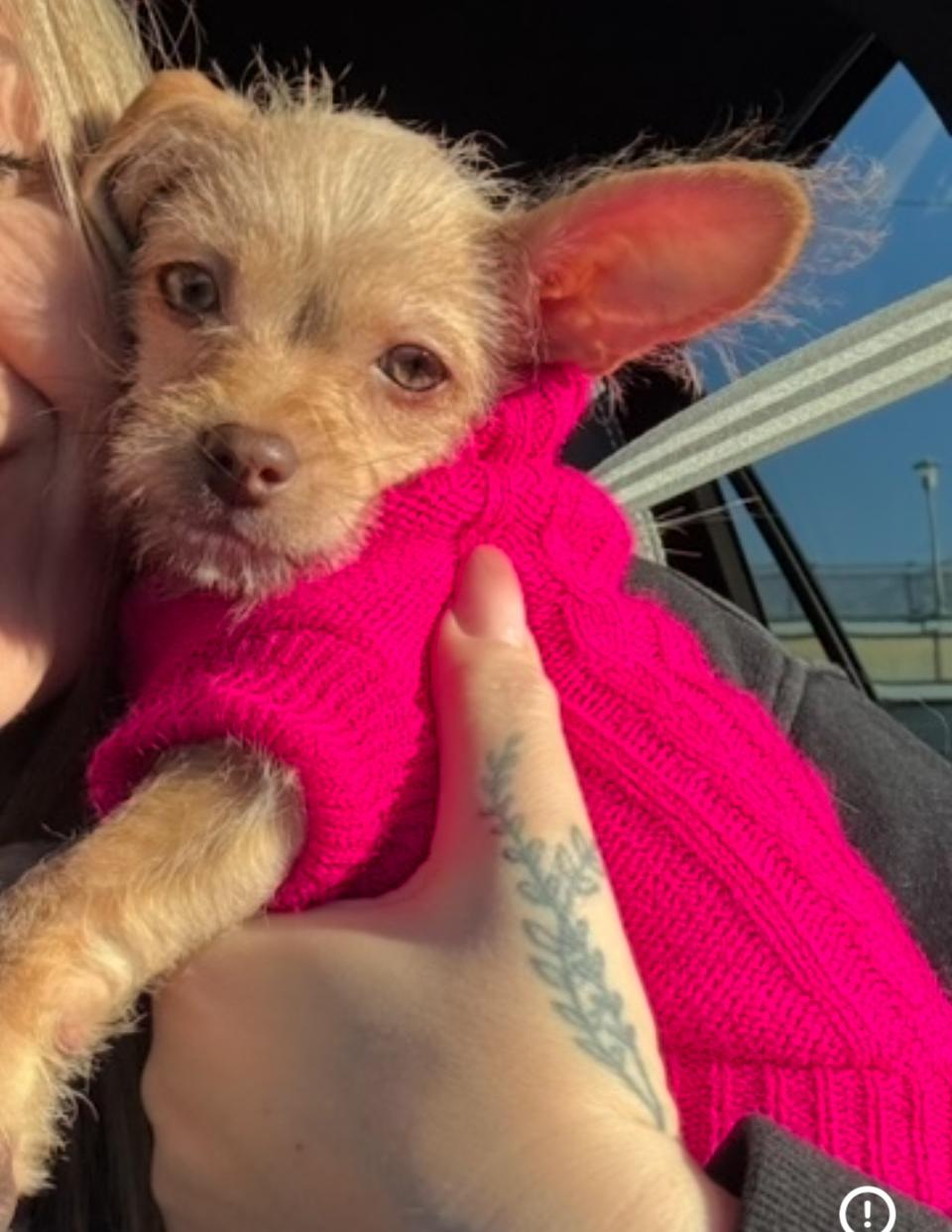 Enlarge Tiffany , a ADOPTABLE mixed breed in Totowa, NJ image 2/2