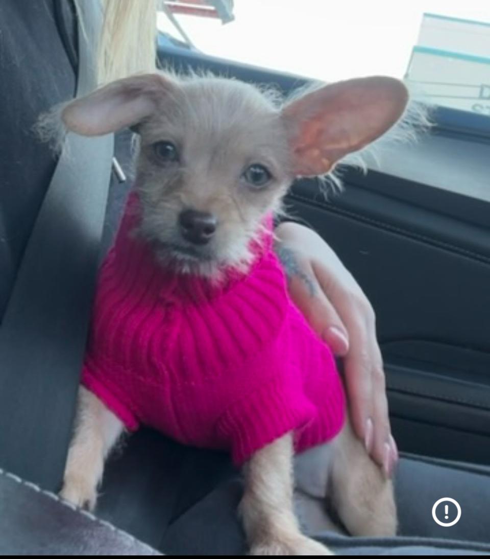 Tiffany , ADOPTABLE, Puppy Female Maltese & Chihuahua.