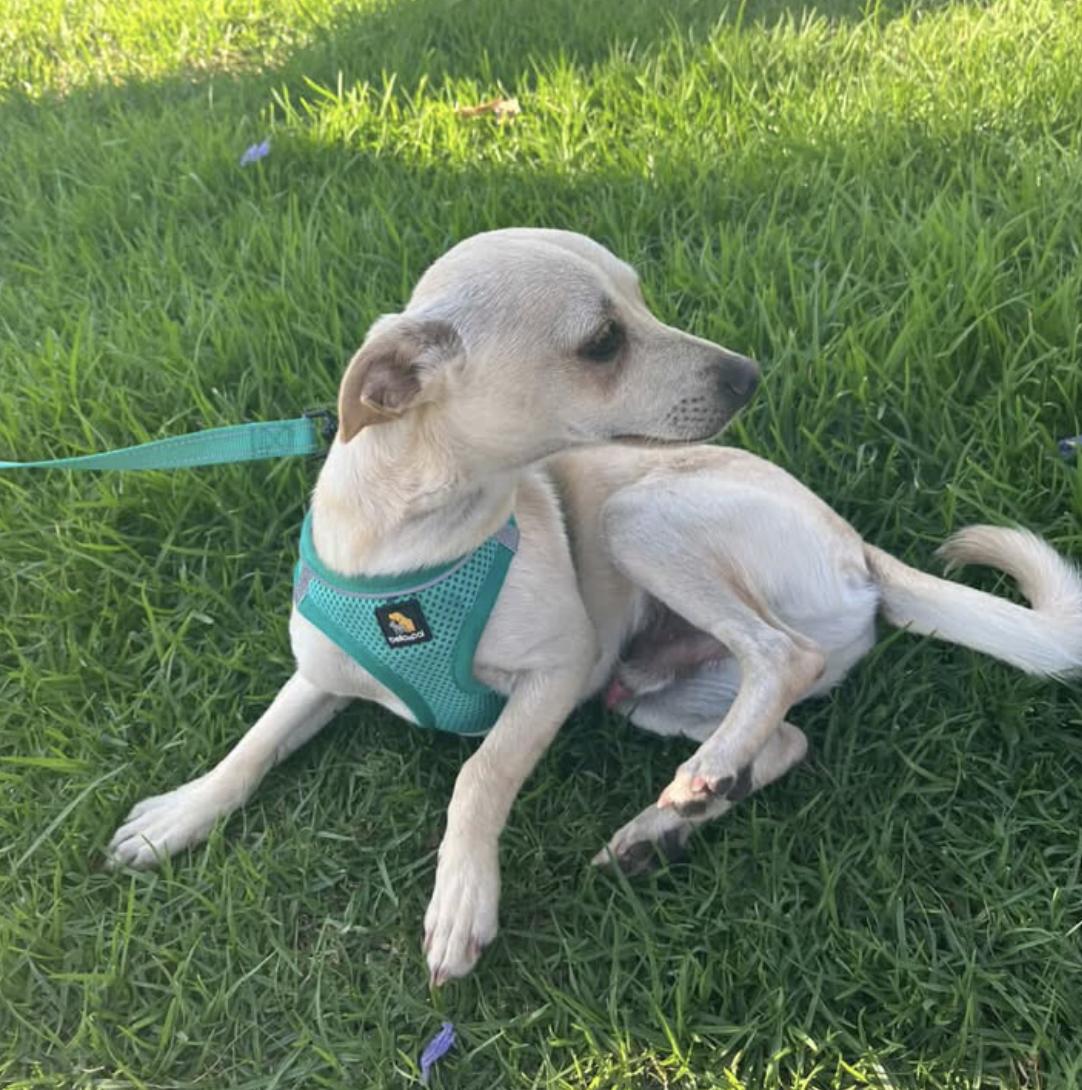 Milo