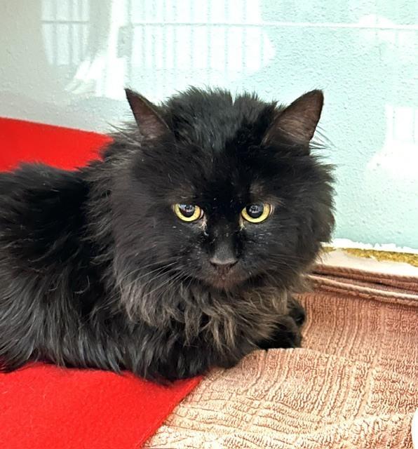 Enlarge Aslan *** Sponsored Adoption Fee!, a Adoptable Domestic Long Hair in Muskegon, MI image 1/1