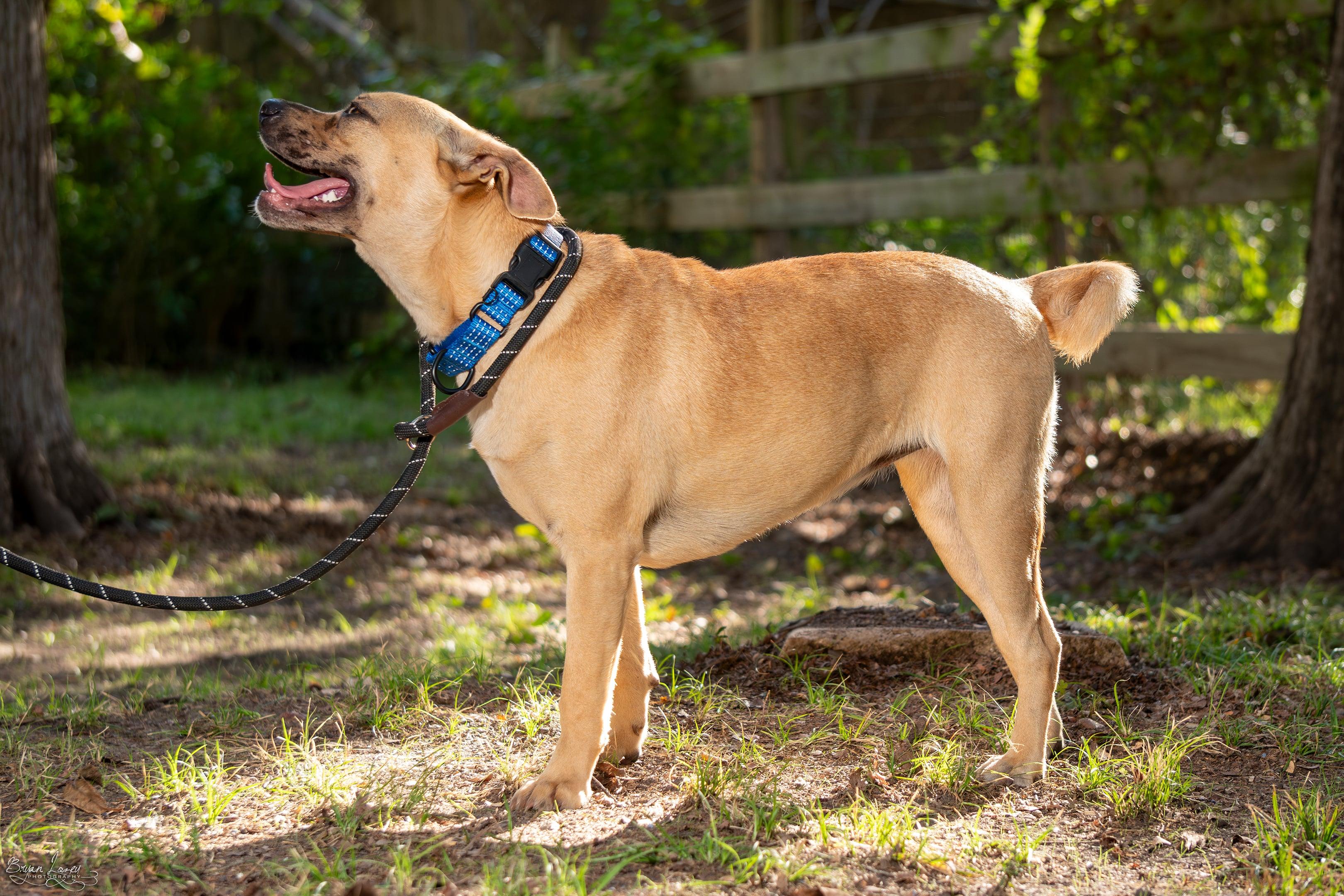 Molly AKA FRECKLES, Adoptable, Young Female Black Mouth Cur & Puggle.