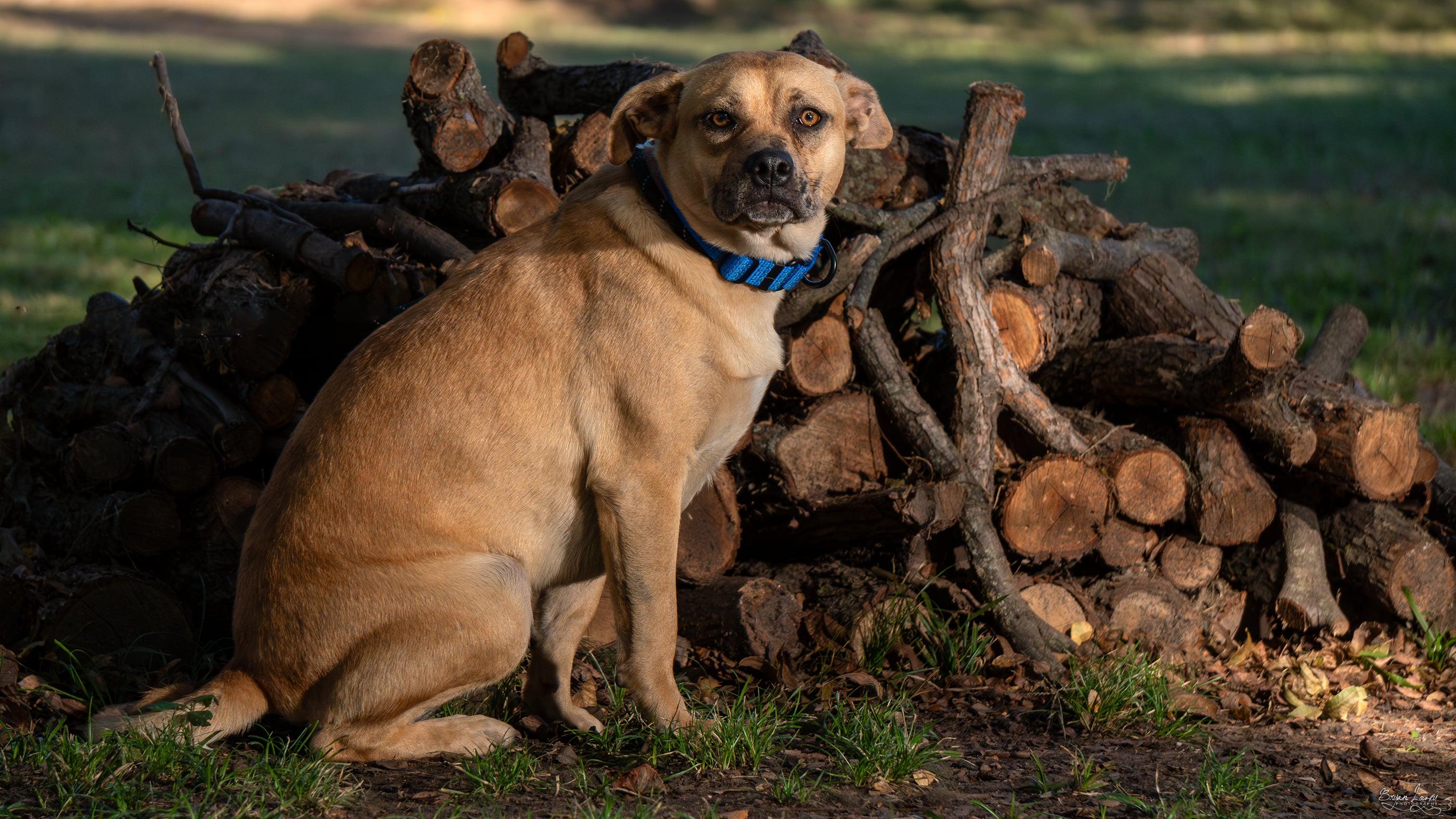 Molly AKA FRECKLES, a Adoptable mixed breed in Dallas, TX image 2/3