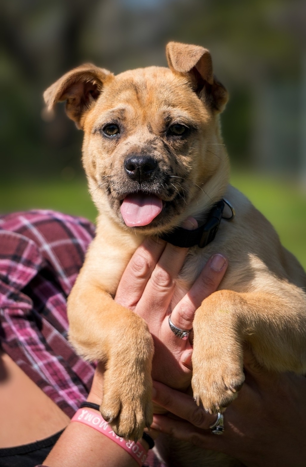Molly AKA FRECKLES, a Adoptable mixed breed in Dallas, TX image 3/3