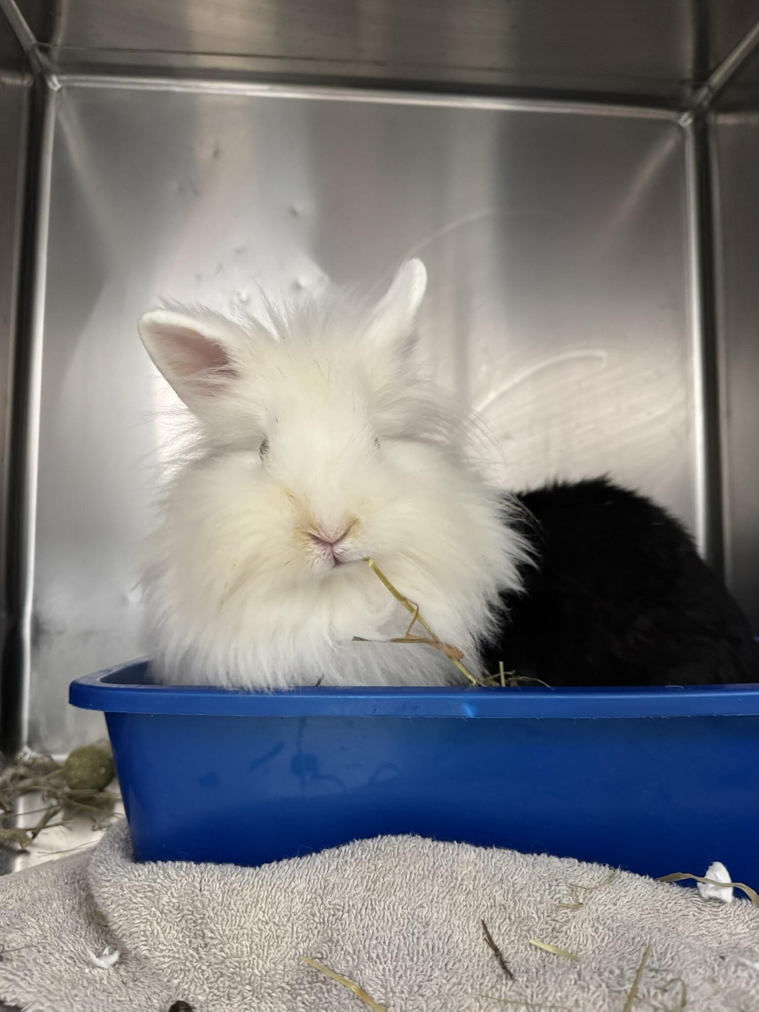 Jolee, Adoptable, Adult Female Lionhead.