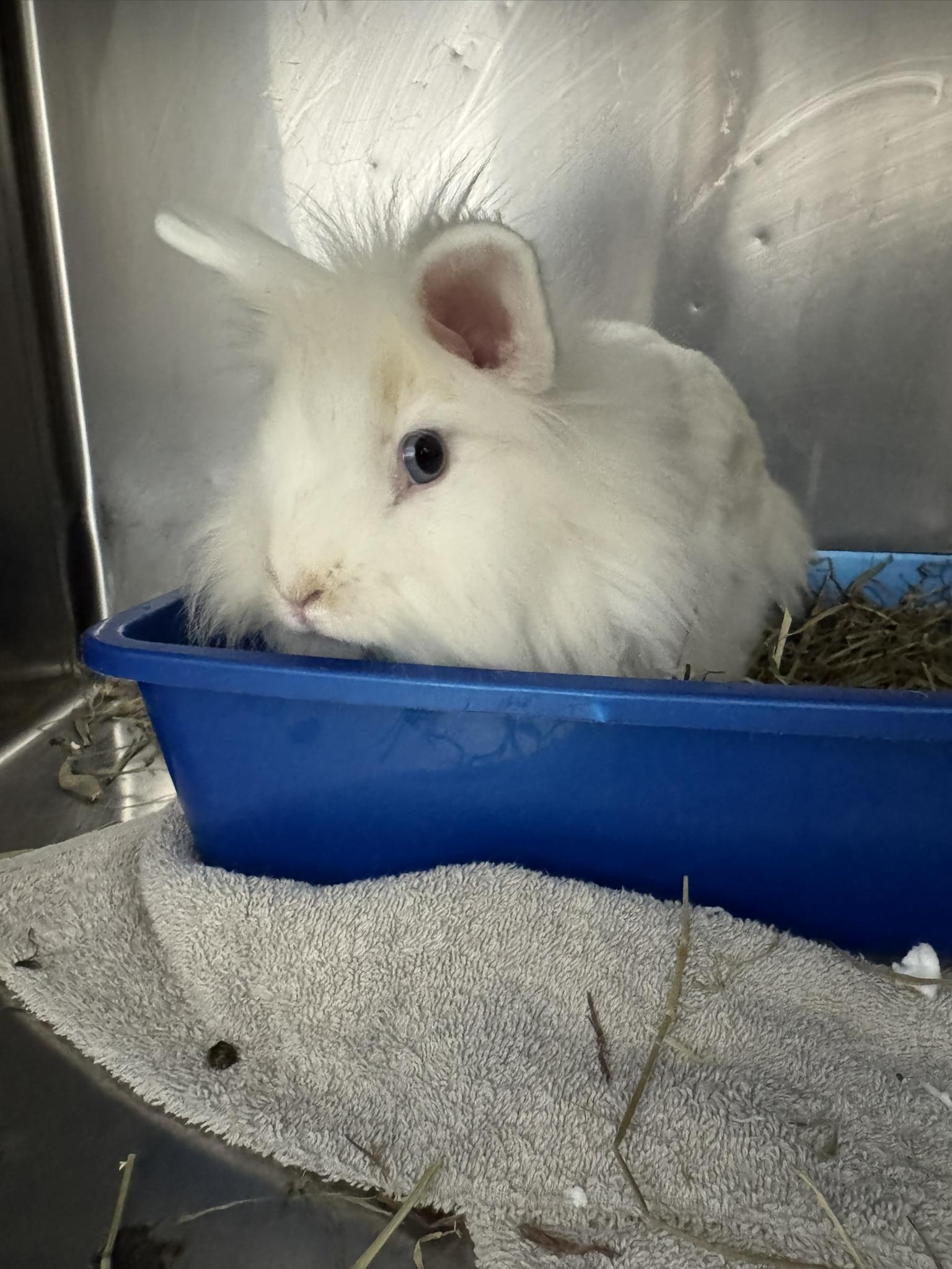 Enlarge Jolee, a Adoptable mixed breed in Ponchatoula, LA image 3/3