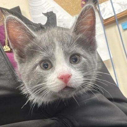 Abyss, adopted, Kitten Female Domestic Short Hair.