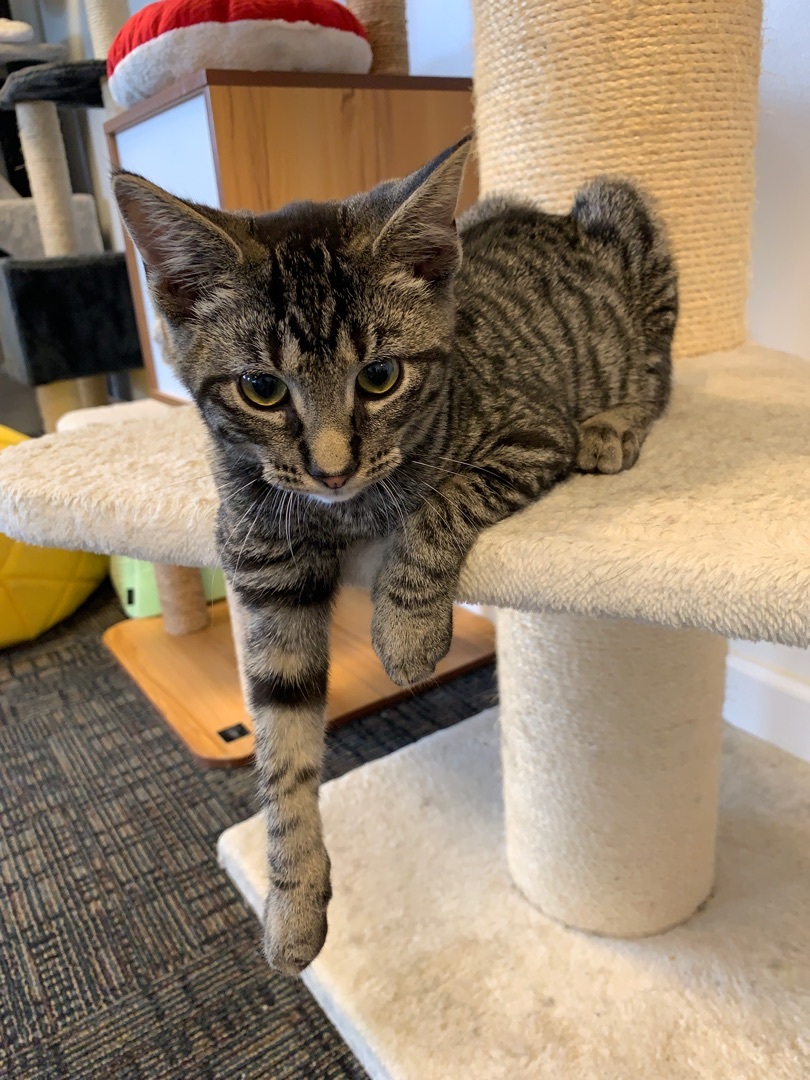 Enlarge Dill, a Adoptable Domestic Short Hair in Saint Charles, MO image 5/5